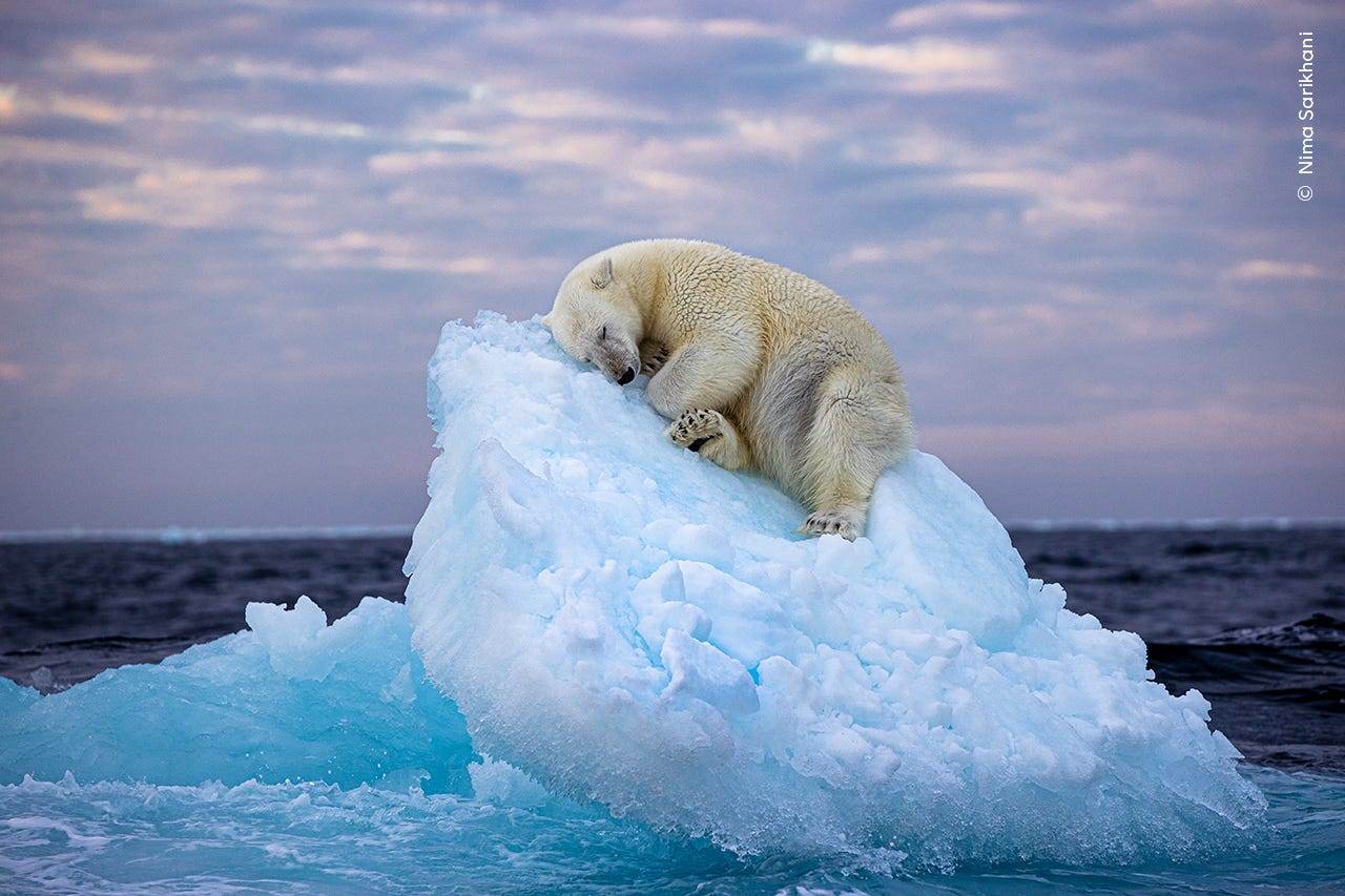 Ein Eisbär liegt schlafend auf einem Eisbergbett
