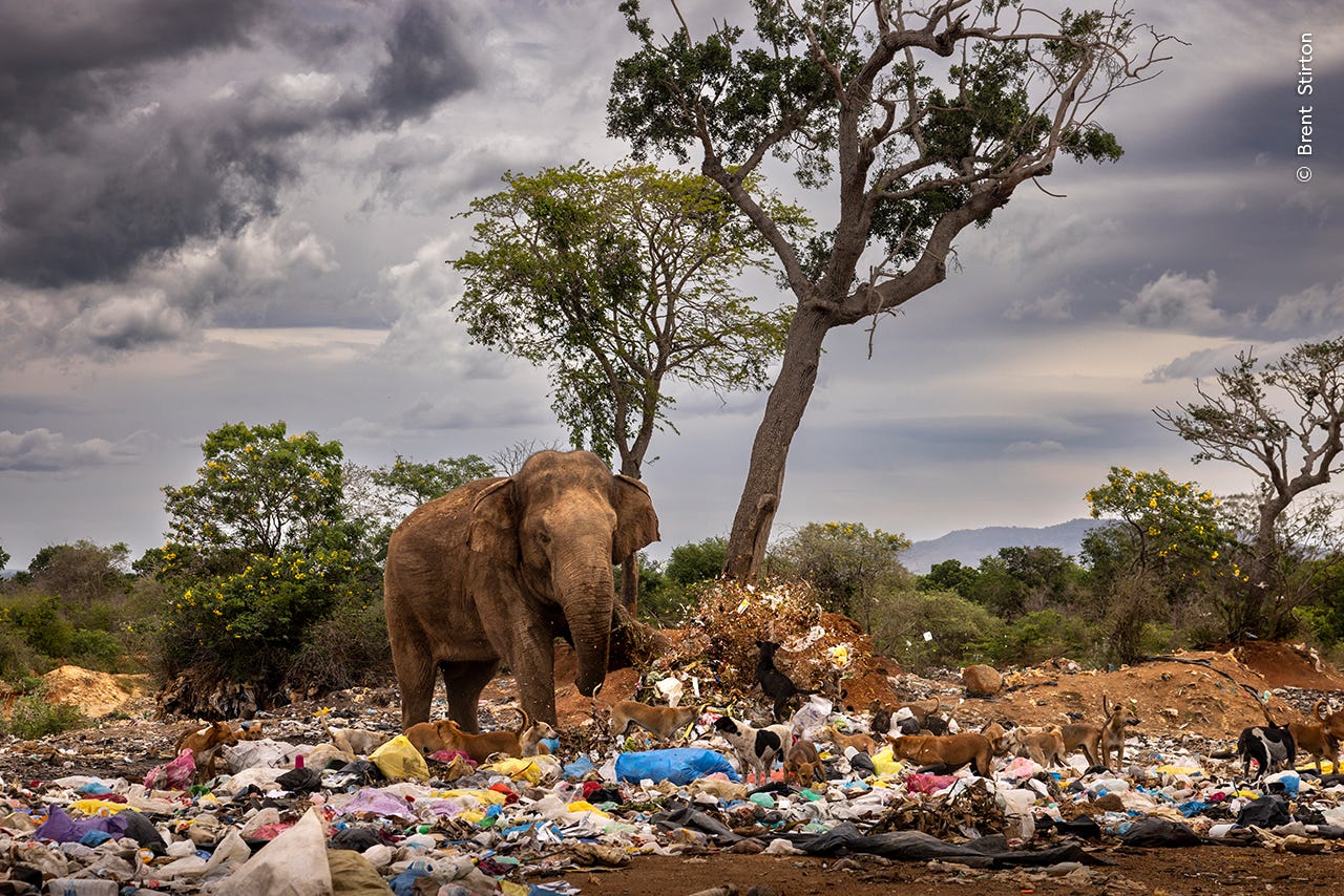 Ein Elefant wirft Müll auf einer Mülldeponie in Sri Lanka auf, umgeben von wilden Hunden.
