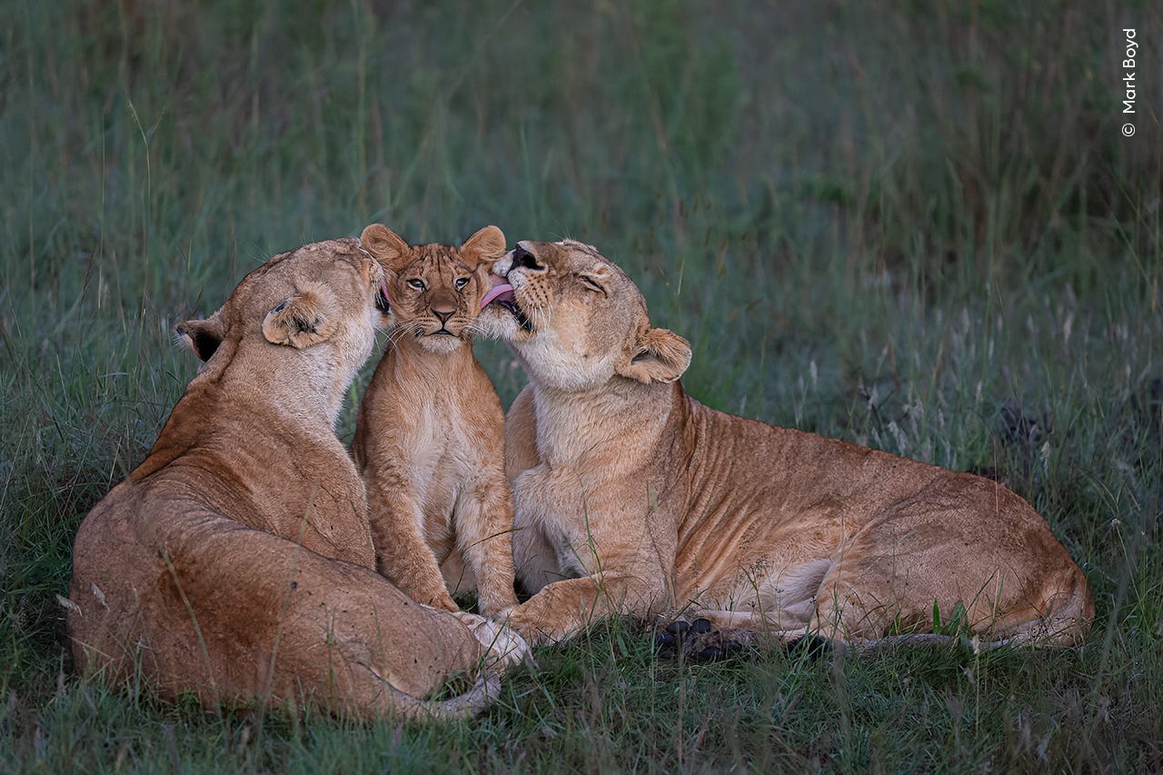 Löweneltern lecken beiden Seiten des Gesichtes ihrer Jungen