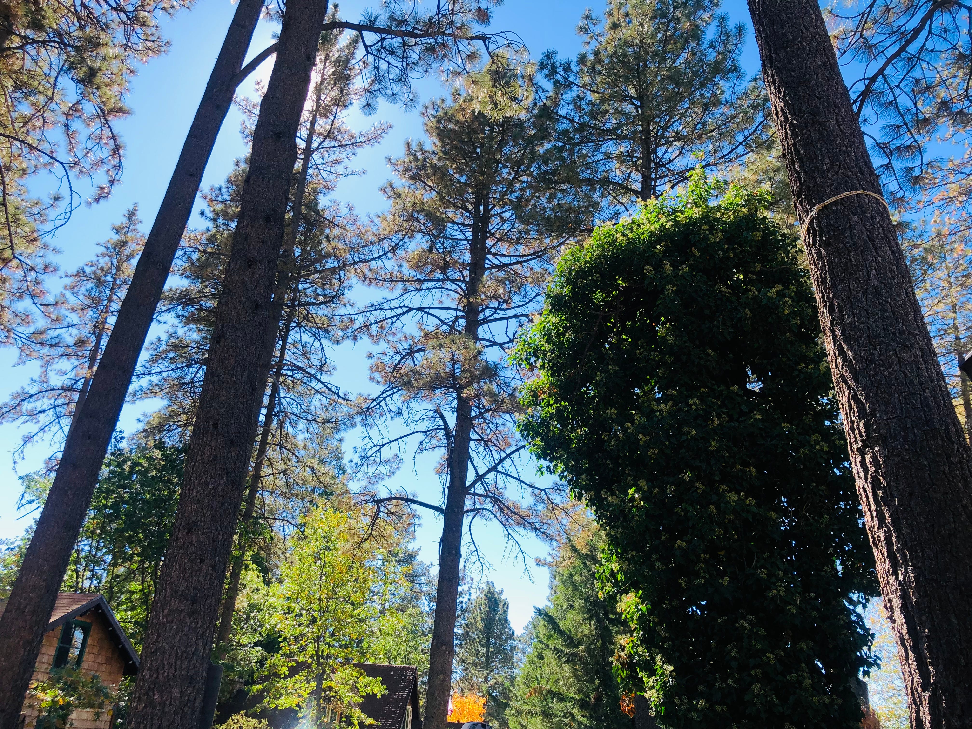 Bild von Bäumen, dem Himmel und der Seite einer Hütte in den Bergen am neuen Zuhause des Autors.