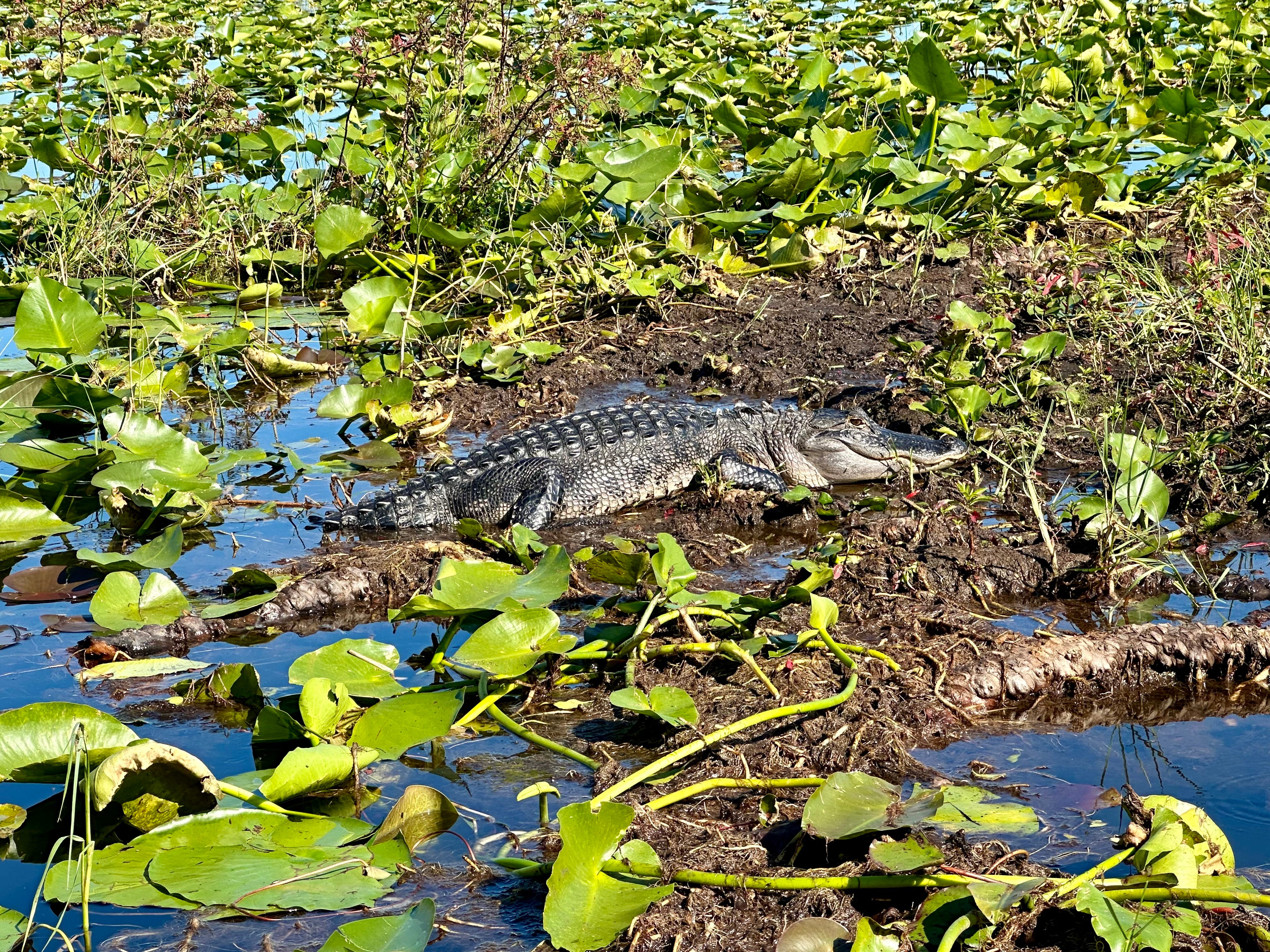 Ein Alligator im Wasser,