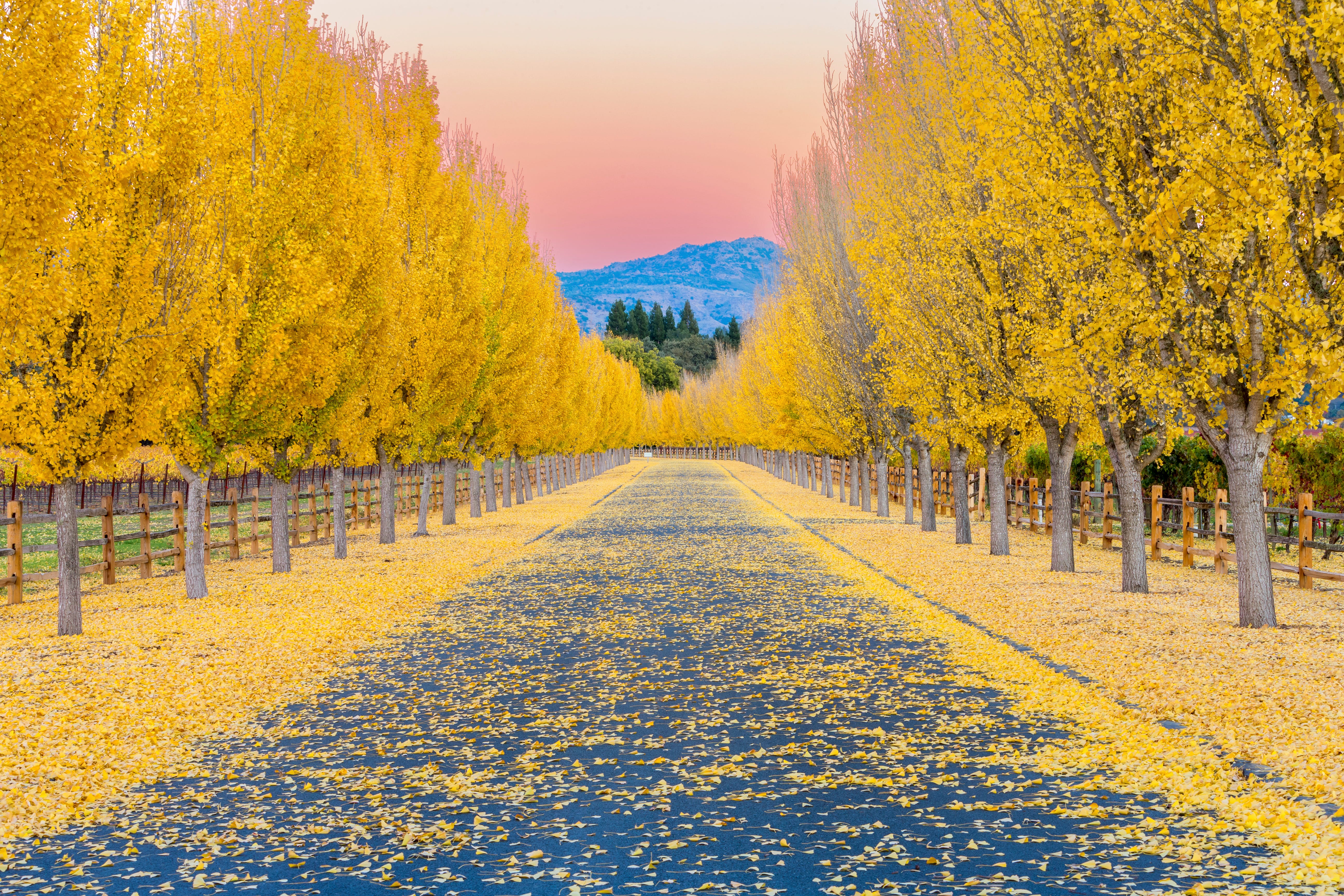 Gelbe Ginkgobäume durch einen Weinberg im Napa Valley, Kalifornien