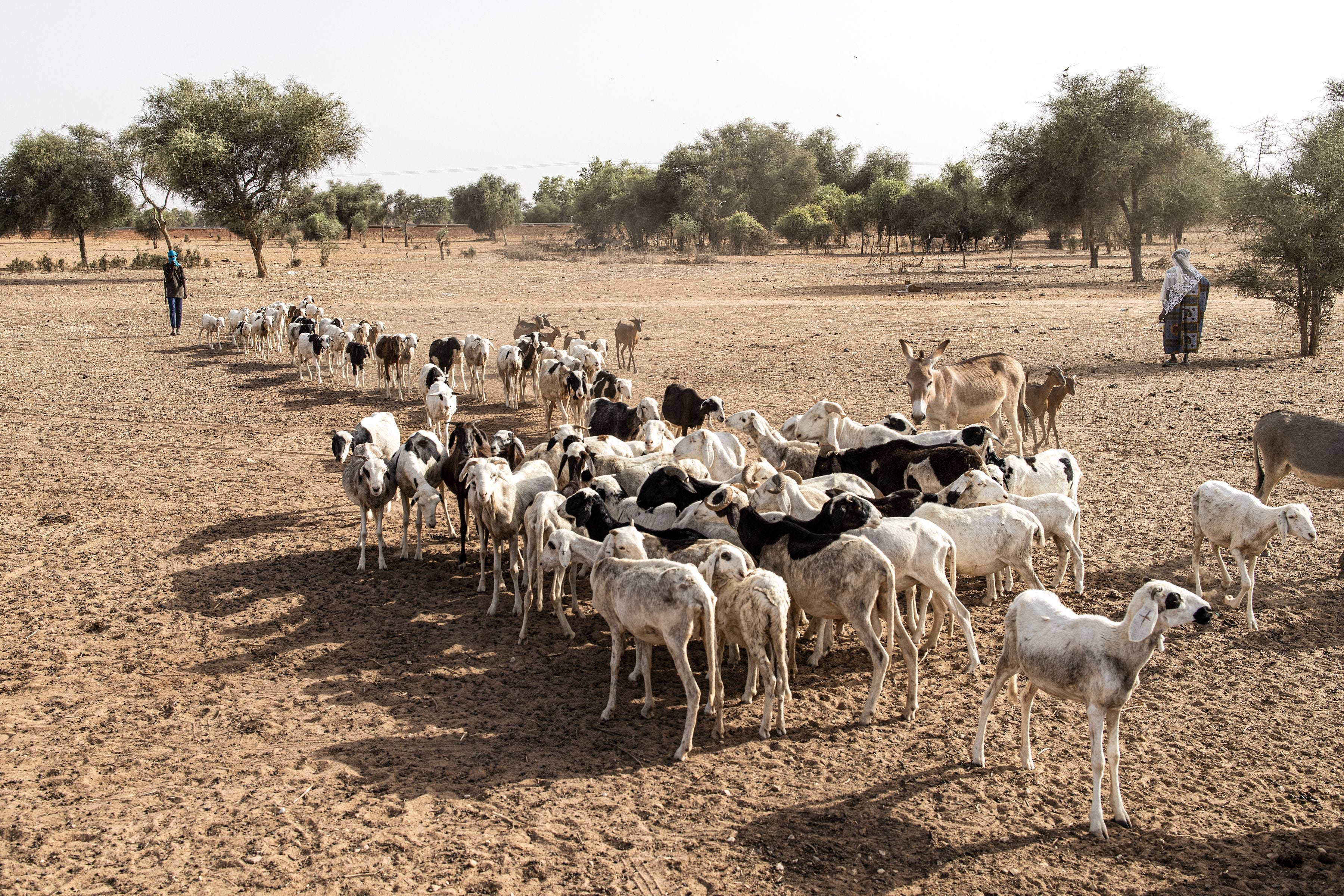 Ein Foto einer Leng-Schafslinie, die von ihrem Hirten im Senegal gezogen wird.