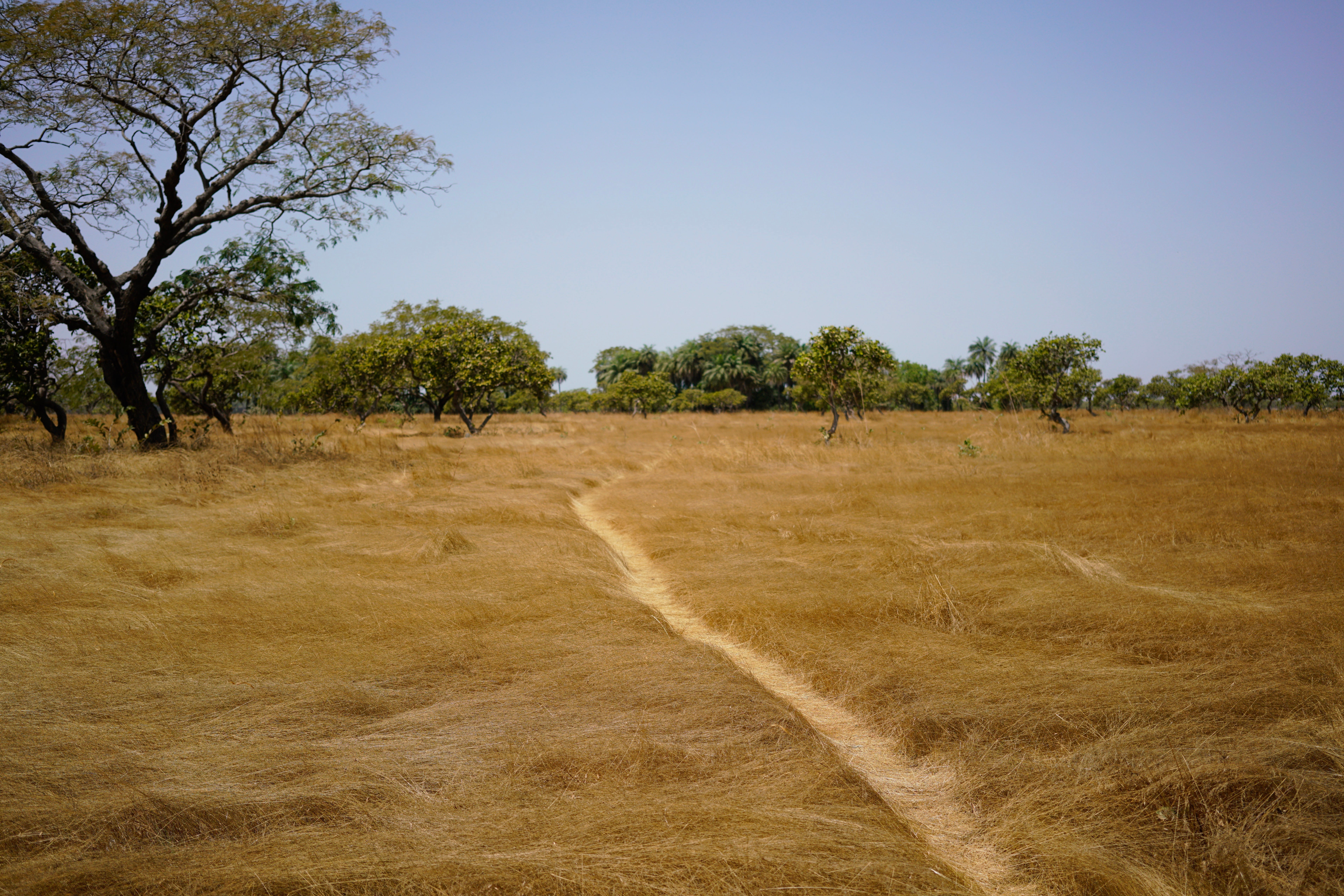 Ein Foto eines kleinen Pfades zwischen einem breiten Streifen trockenen, goldenen Grases im Senegal.