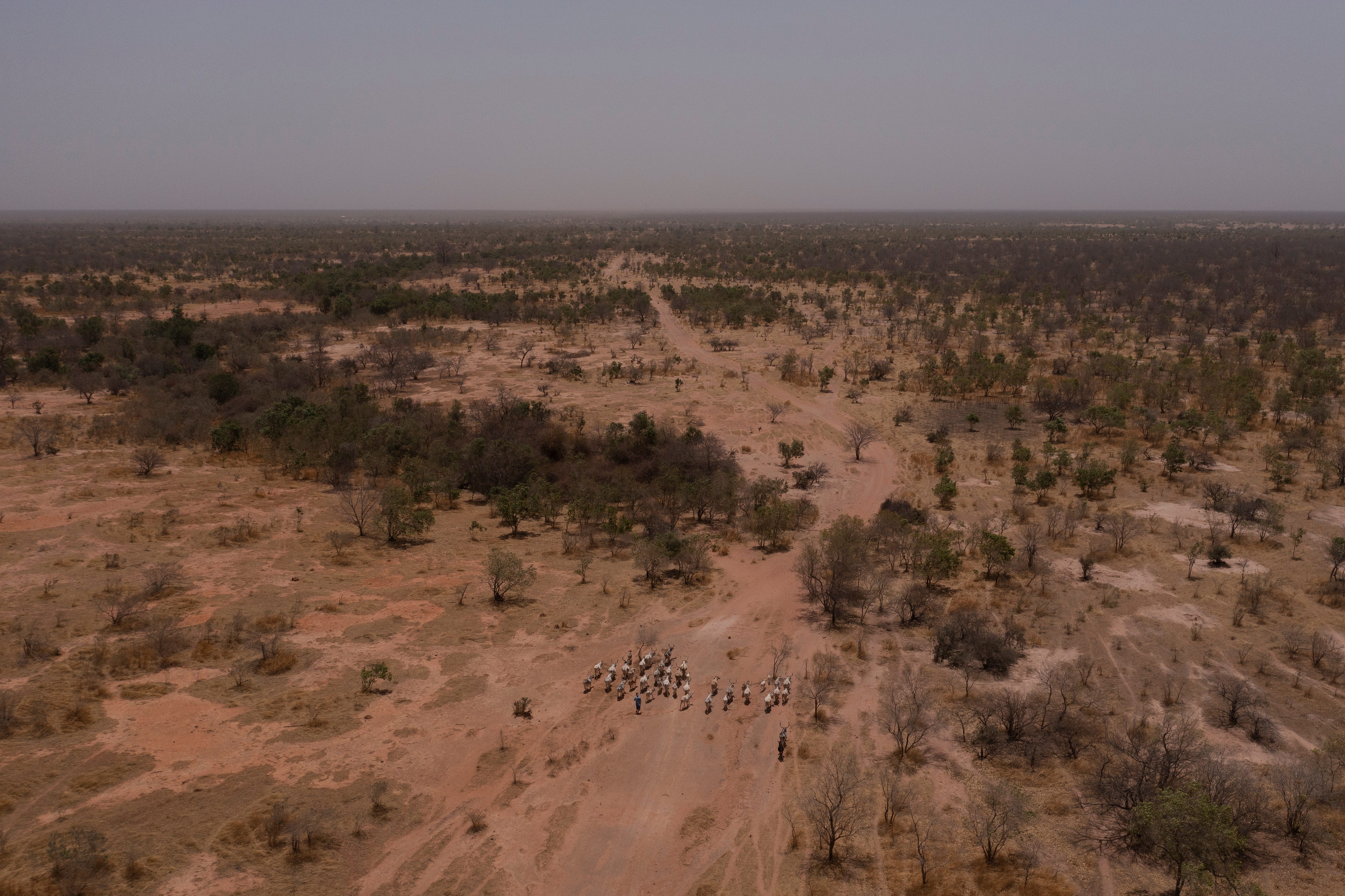 Eine Luftaufnahme eines Mannes, der seine Herde durch trockenes Land führt.
