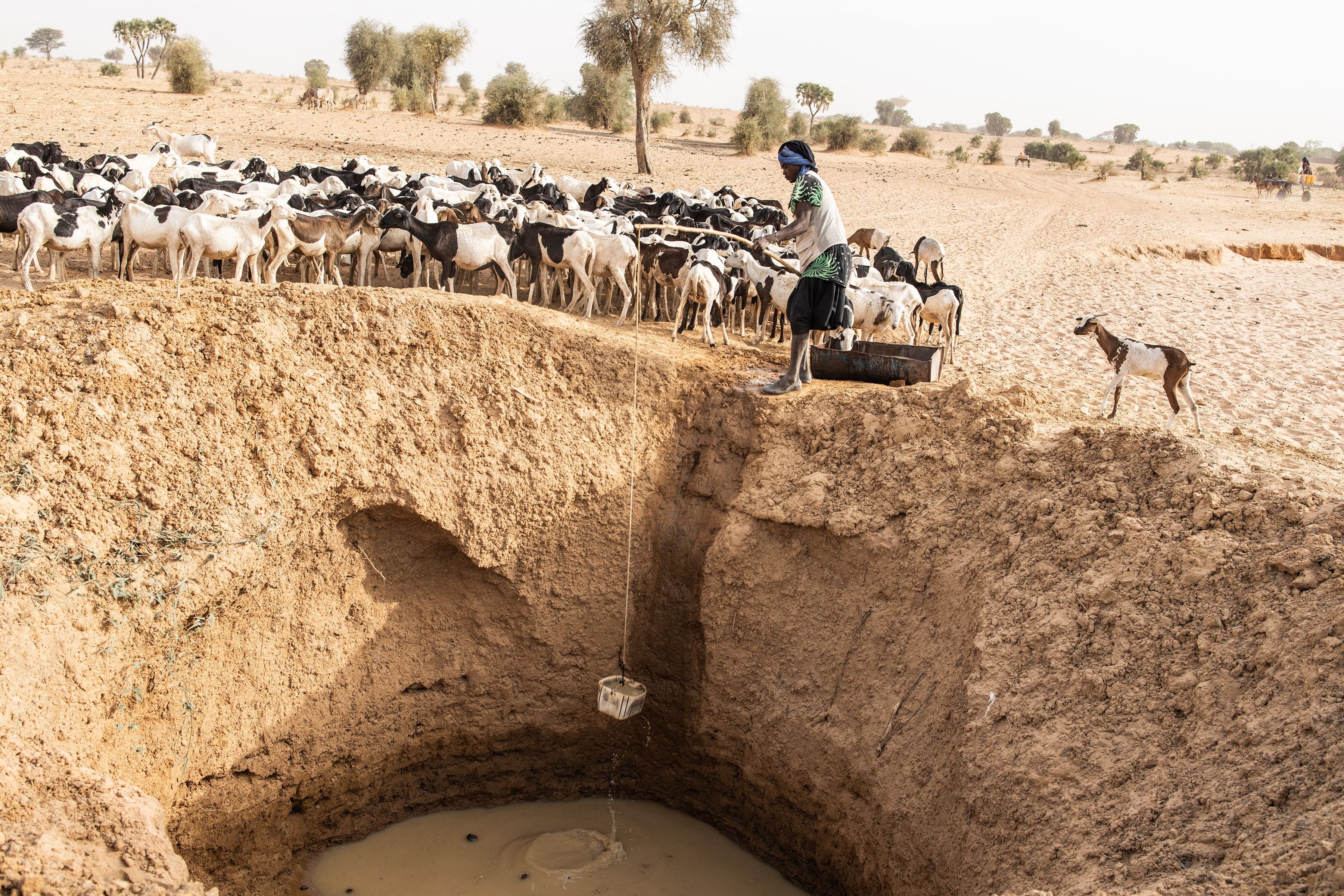 Das Bild zeigt einen Hirten, der einen Eimer aus einem tiefen Loch in einem ausgetrockneten Flussbett hebt, um seine Ziegenherde mit Wasser zu versorgen.