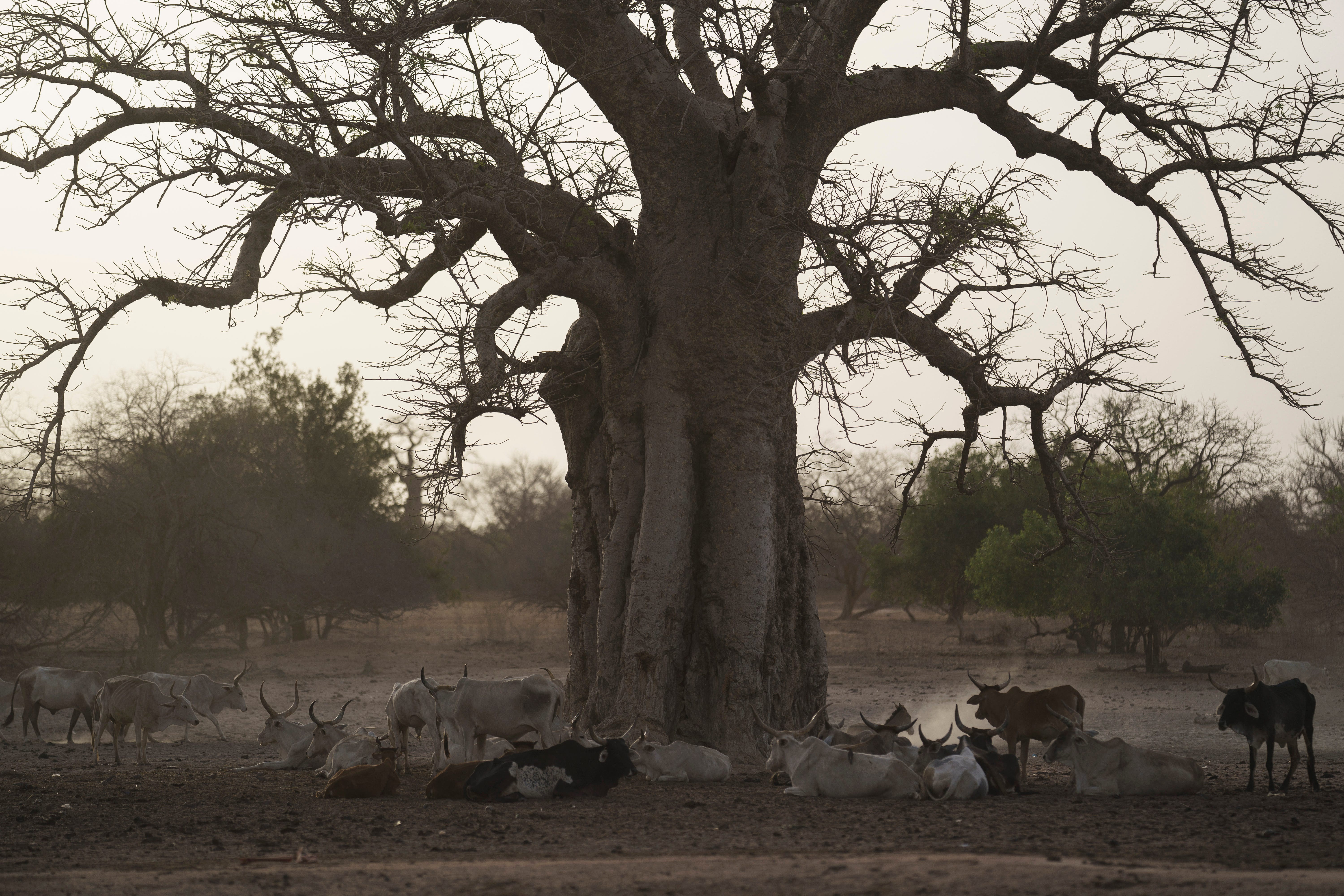 Ein Foto einer Kuhherde, die sich unter einem Baobab-Baum niederlässt.