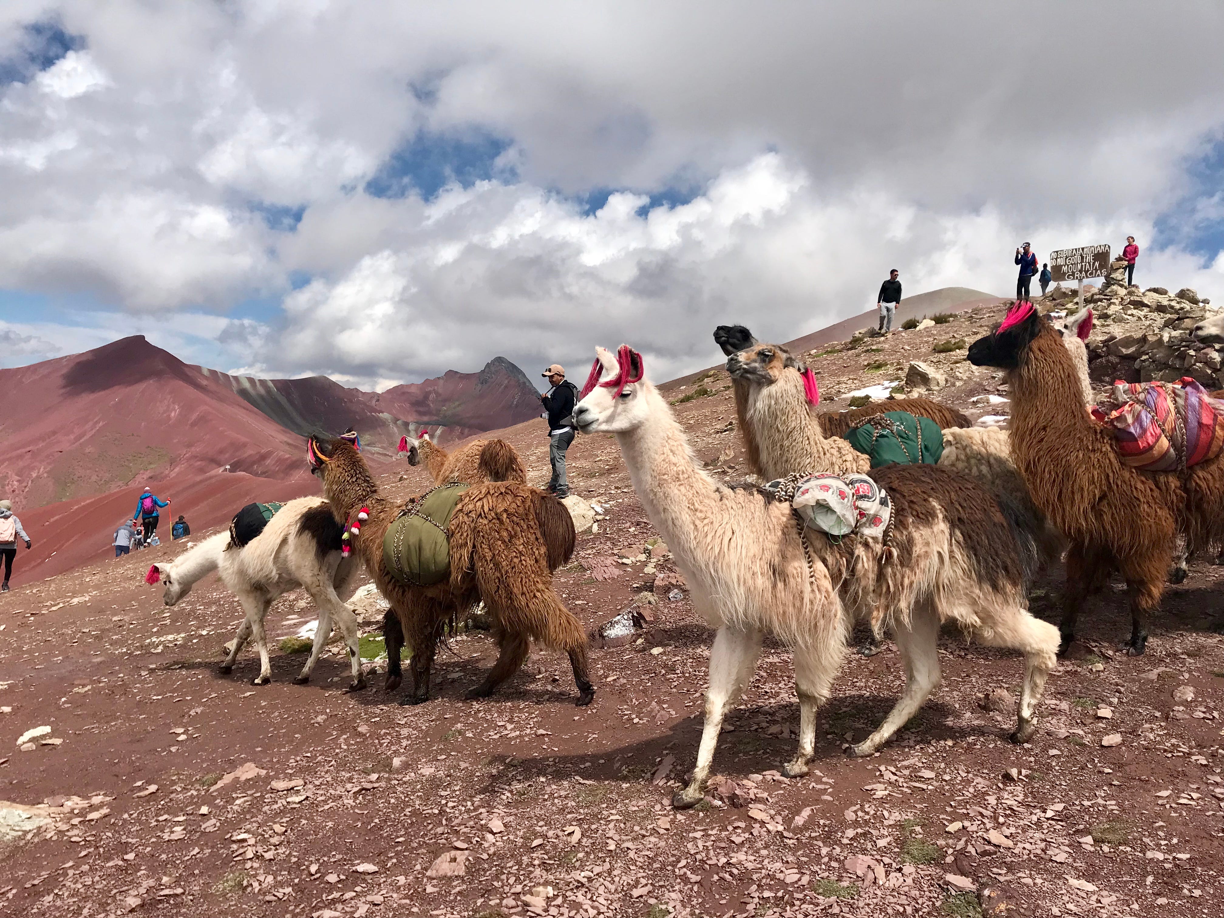 Lamas in Peru.