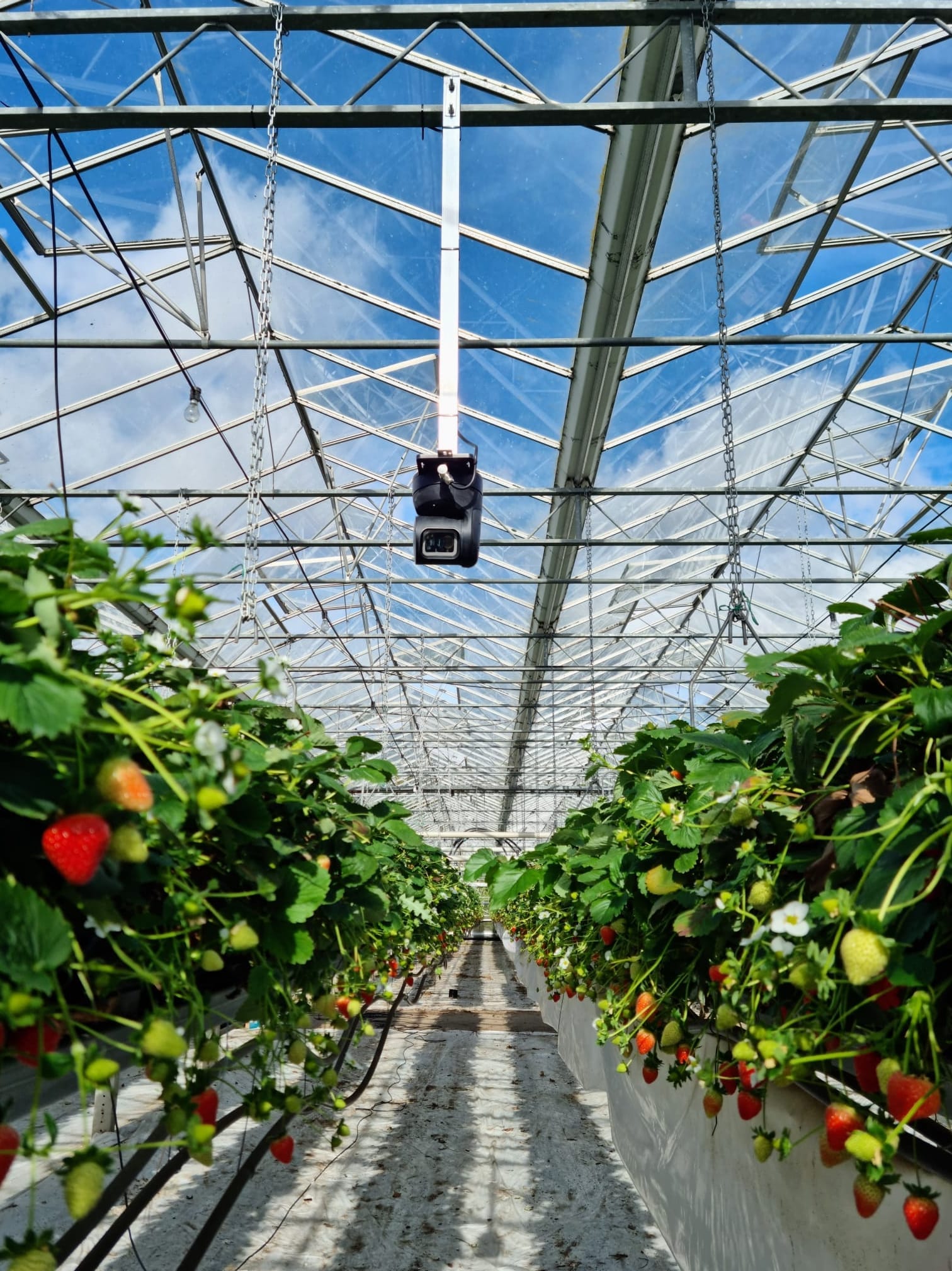 Foto eines Gardin-Sensors in einem Gewächshaus, der Erdbeerpflanzen überwacht.
