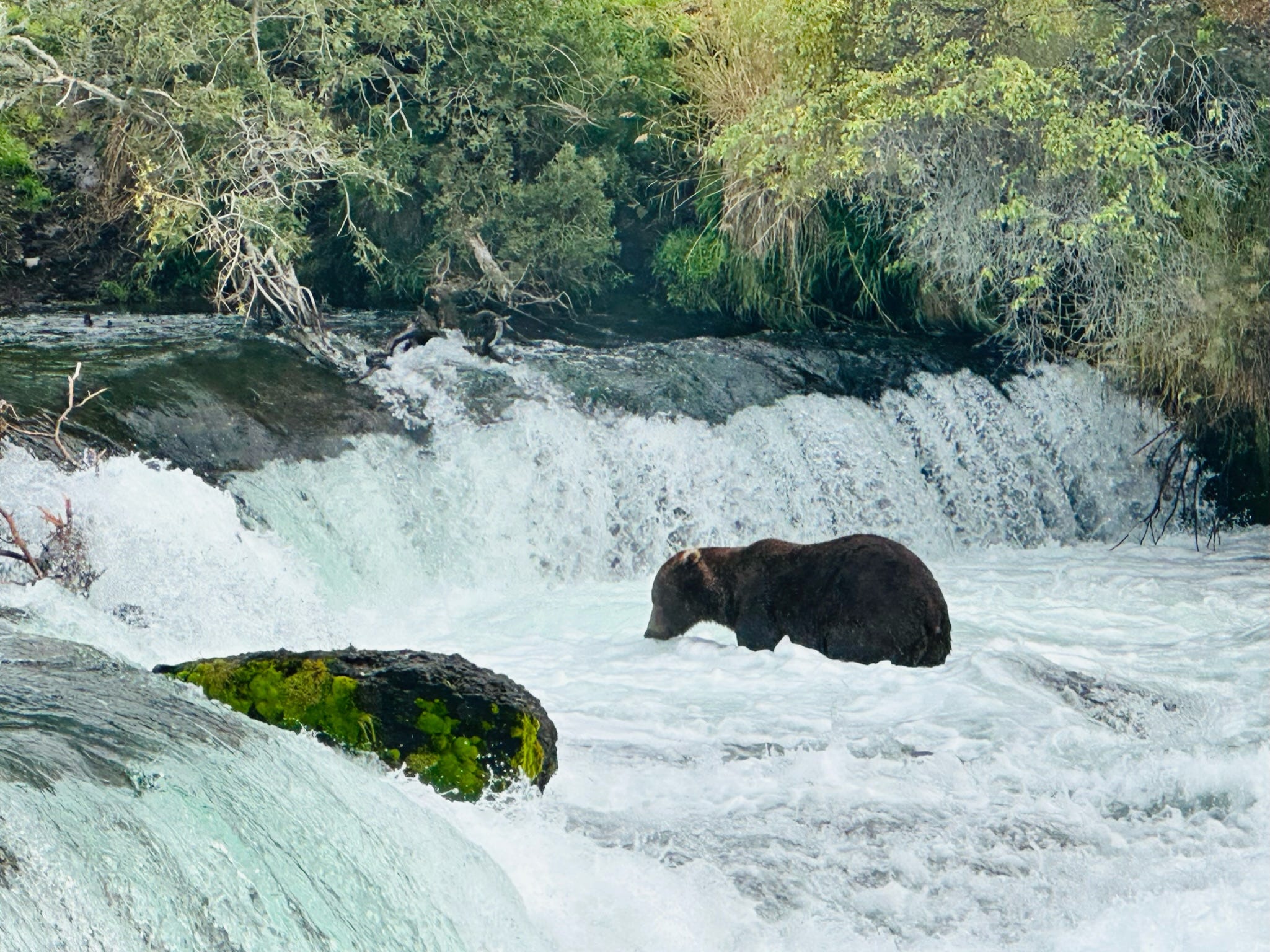 Ein Braunbär in einem kleinen Wasserfall.
