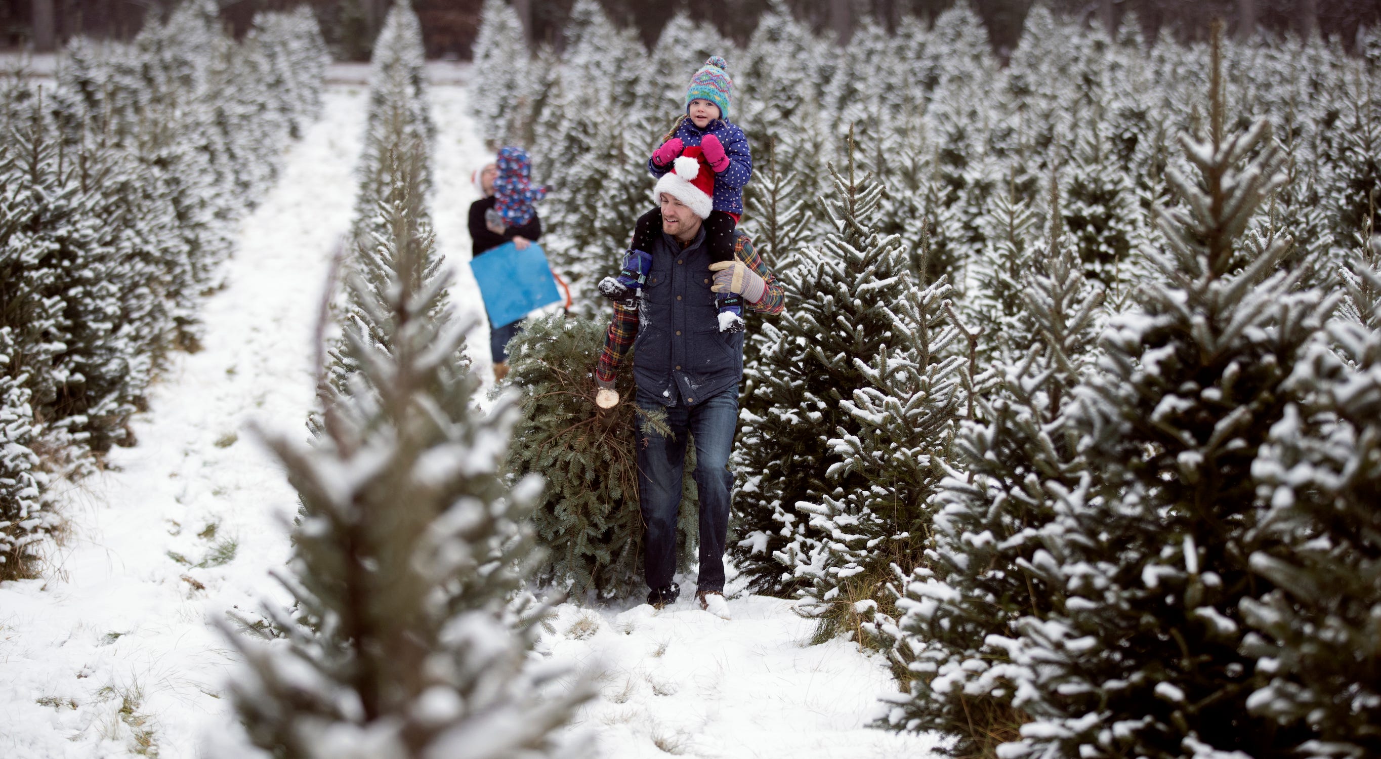 Ein Mann mit Weihnachtsmütze und einem Kind auf den Schultern schleppt eine Balsamtanne zwischen vielen anderen schneebedeckten Bäumen
