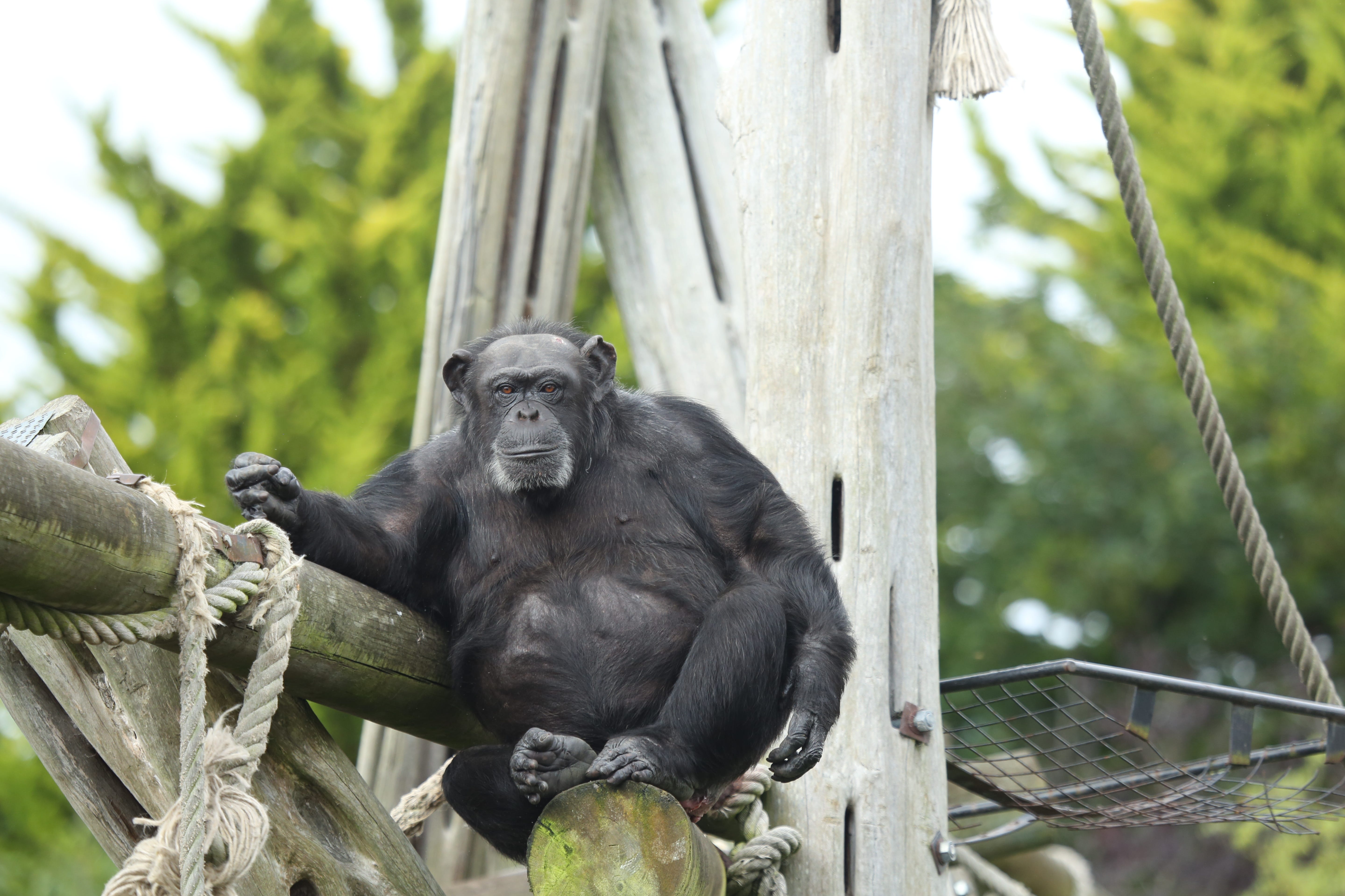 Ein Bonobo sitzt auf einer Aststruktur in einem der Schutzgebiete