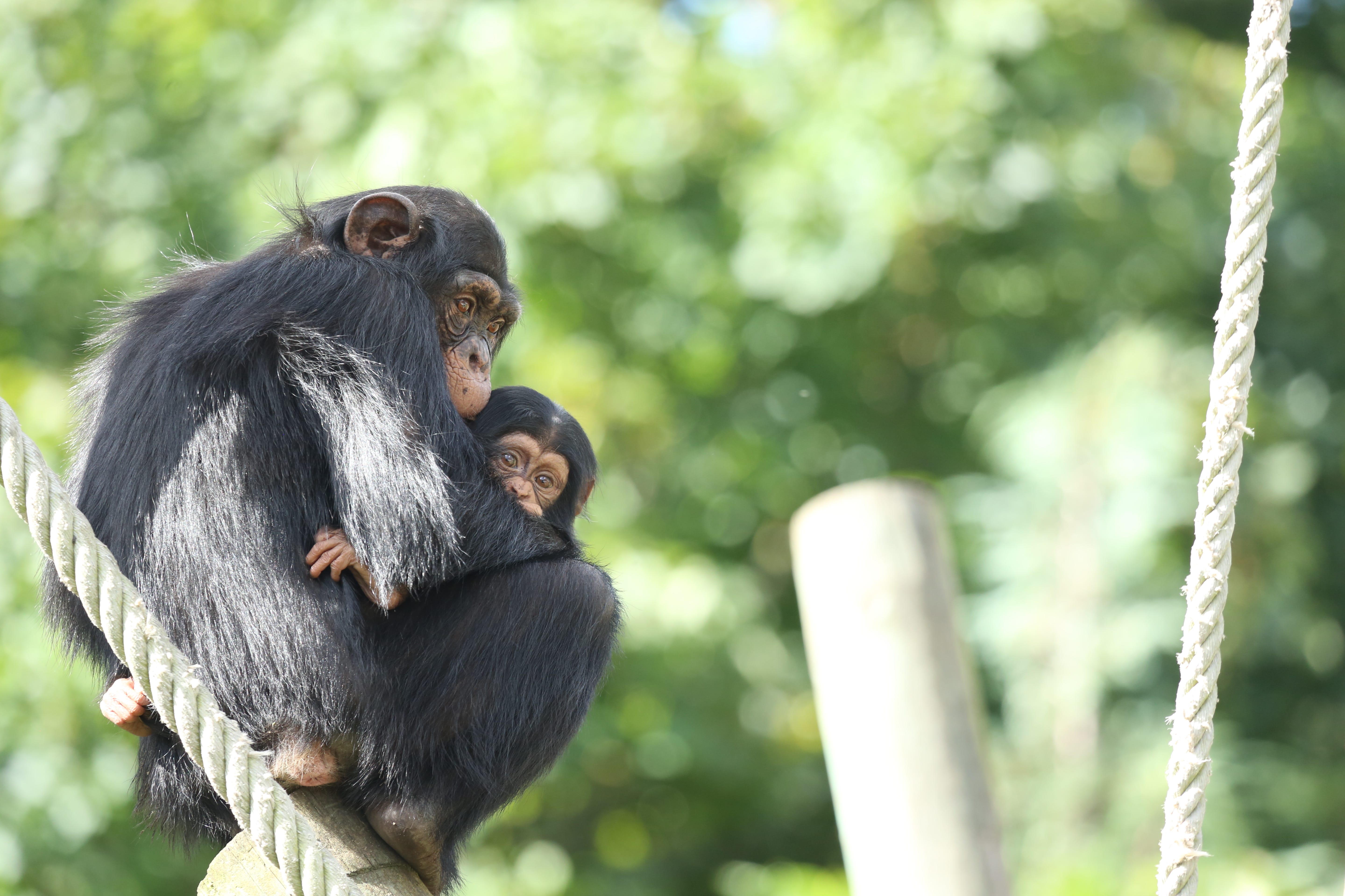 Ein erwachsener Schimpanse hält sein Baby, das über seinen Arm hinausschaut.