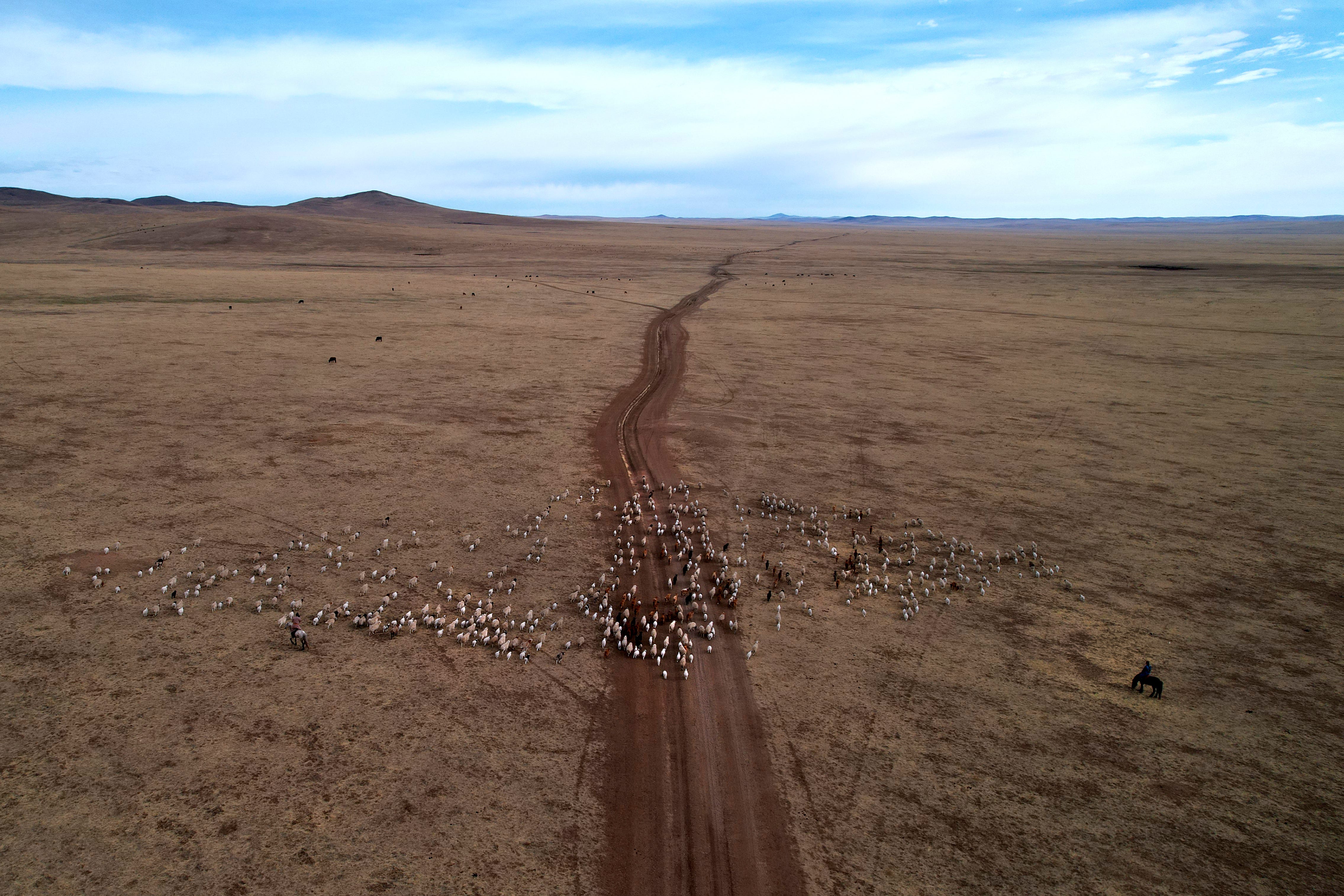 Ein Luftbild eines Hirten, der seine Herde beobachtet, wie sie über eine weite Landfläche wandert.