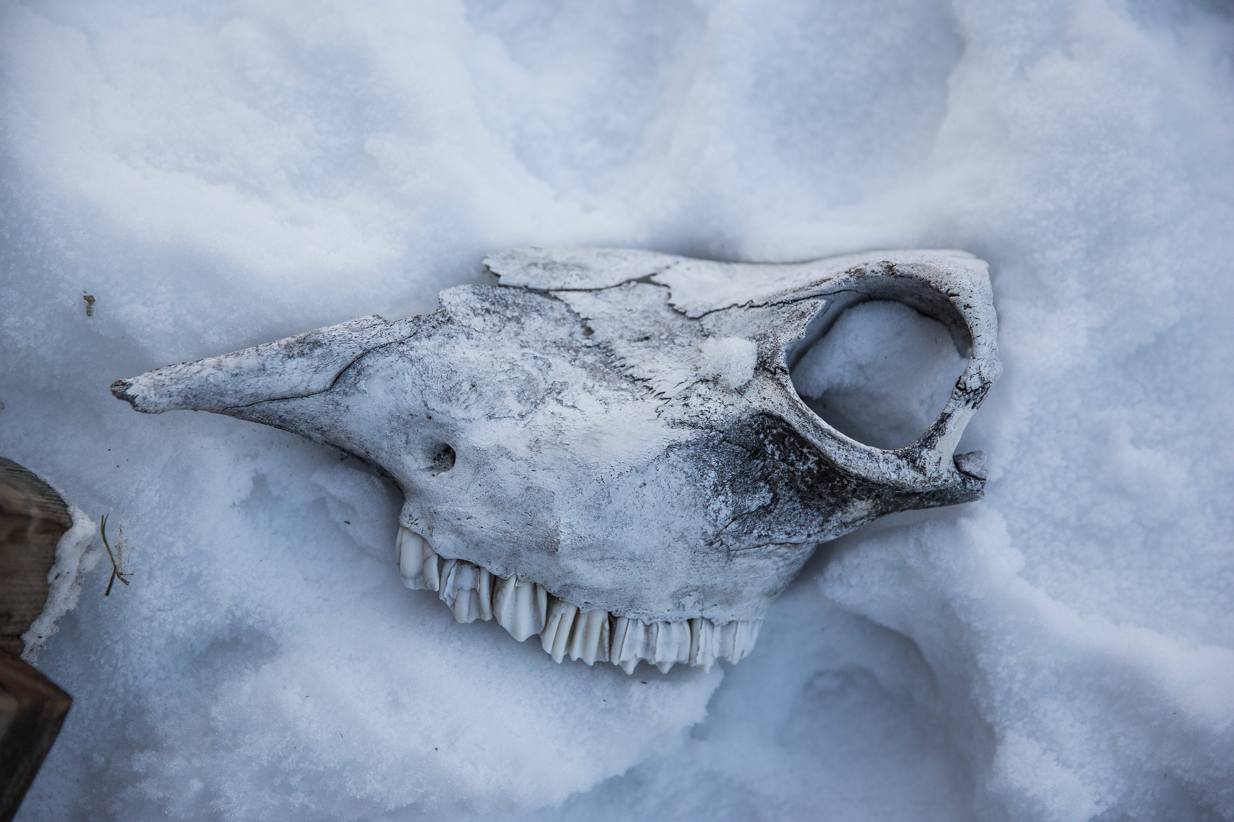 Ein Totenkopf sitzt auf einem Schneehaufen.