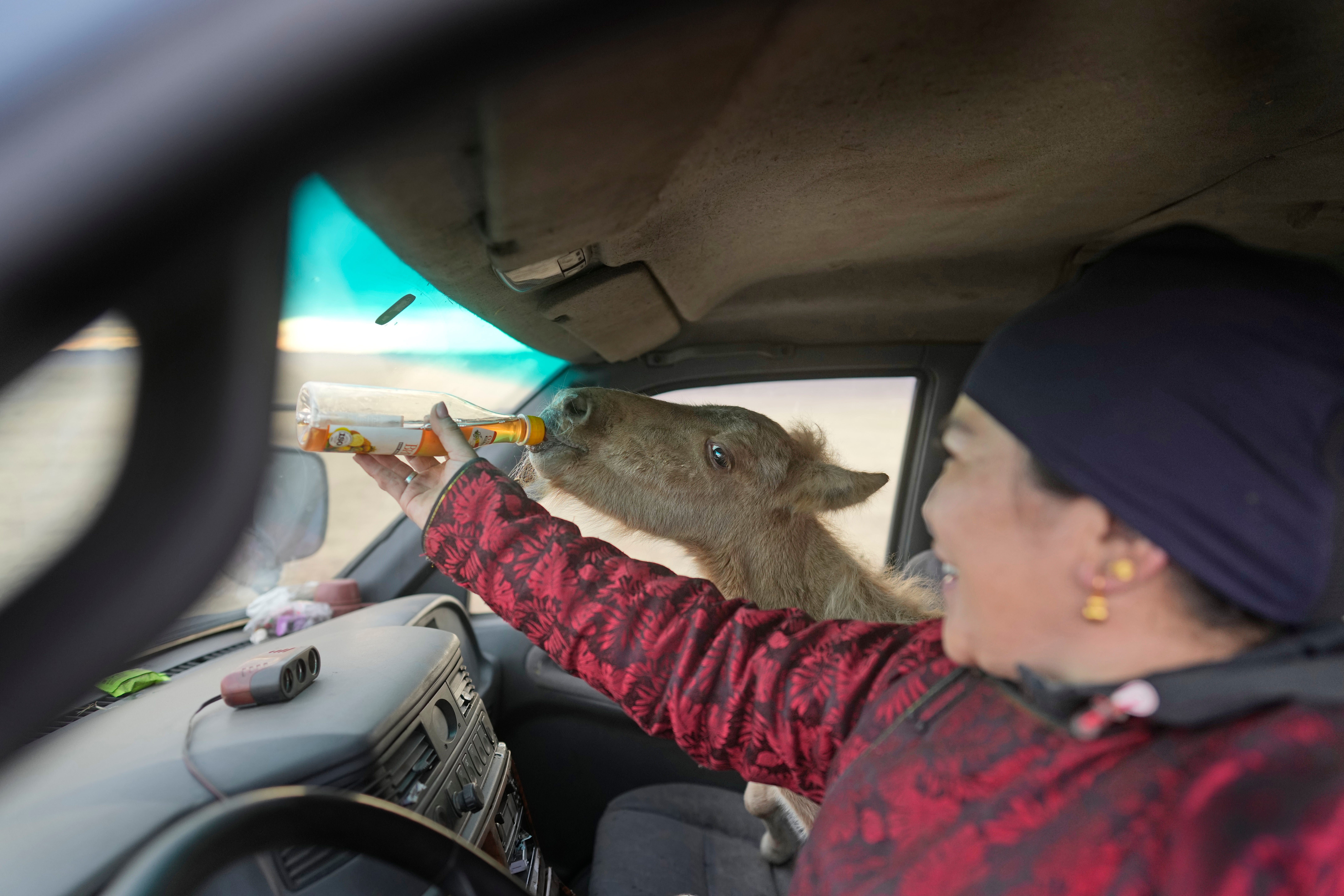 Ein Foto einer Frau, die auf dem Beifahrersitz ihres Autos ein junges Fohlen mit der Flasche füttert.