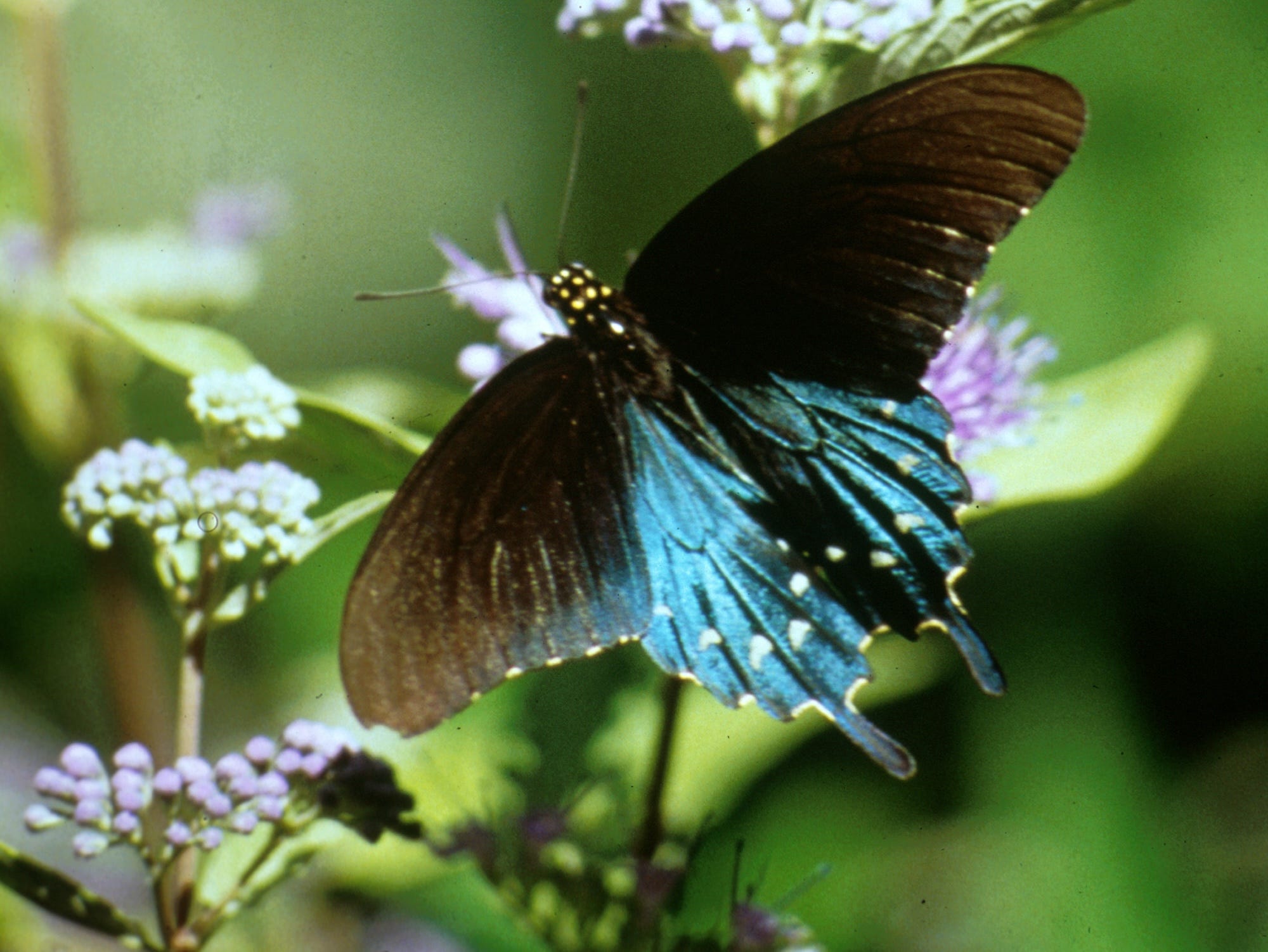 Ein schillernder blauer Pipevine-Schwalbenschwanz-Schmetterling in der Nähe violetter Blüten