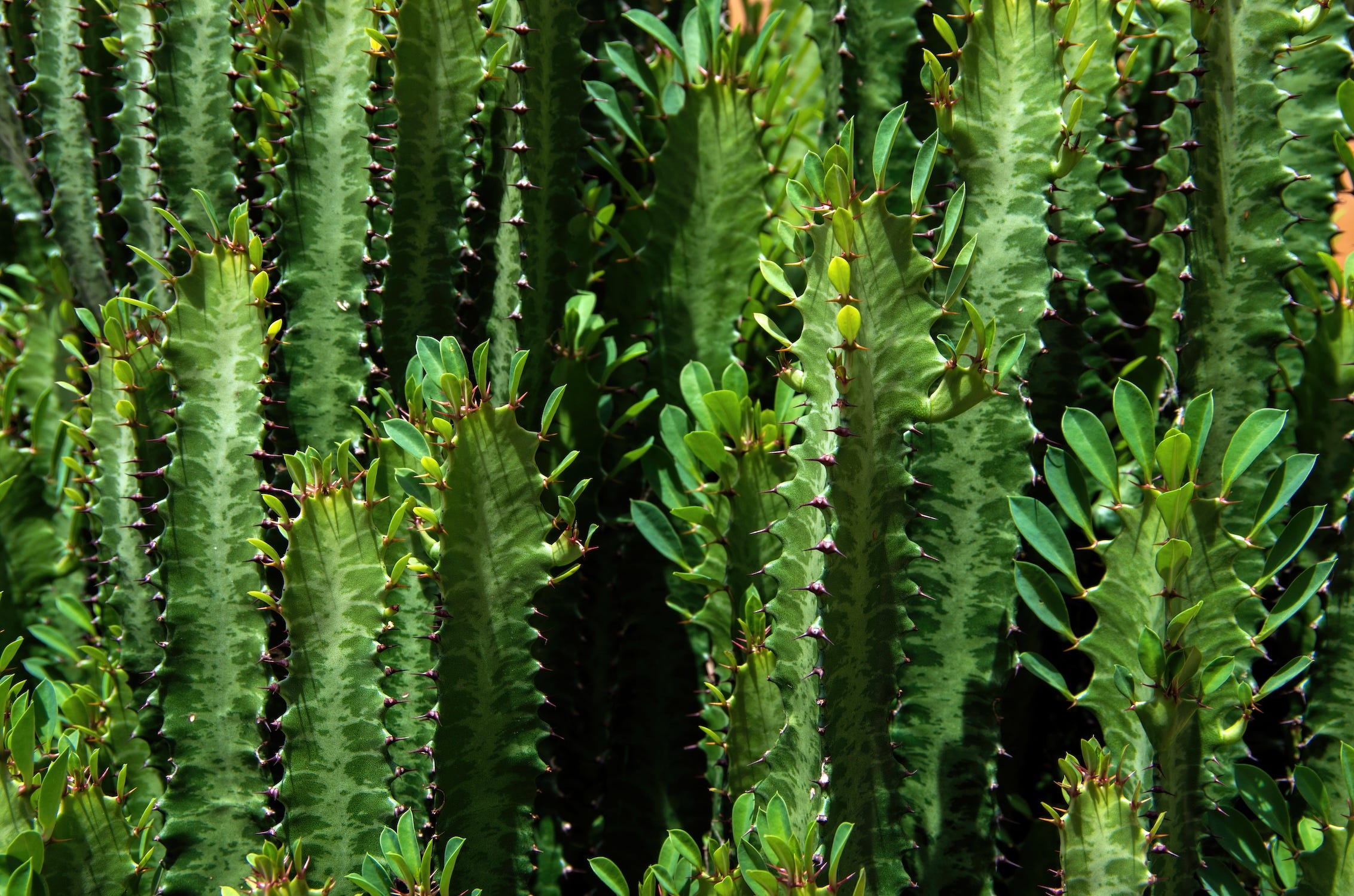 Euphorbia trigona, eine stachelige Pflanze, die wie ein Kaktus aussieht