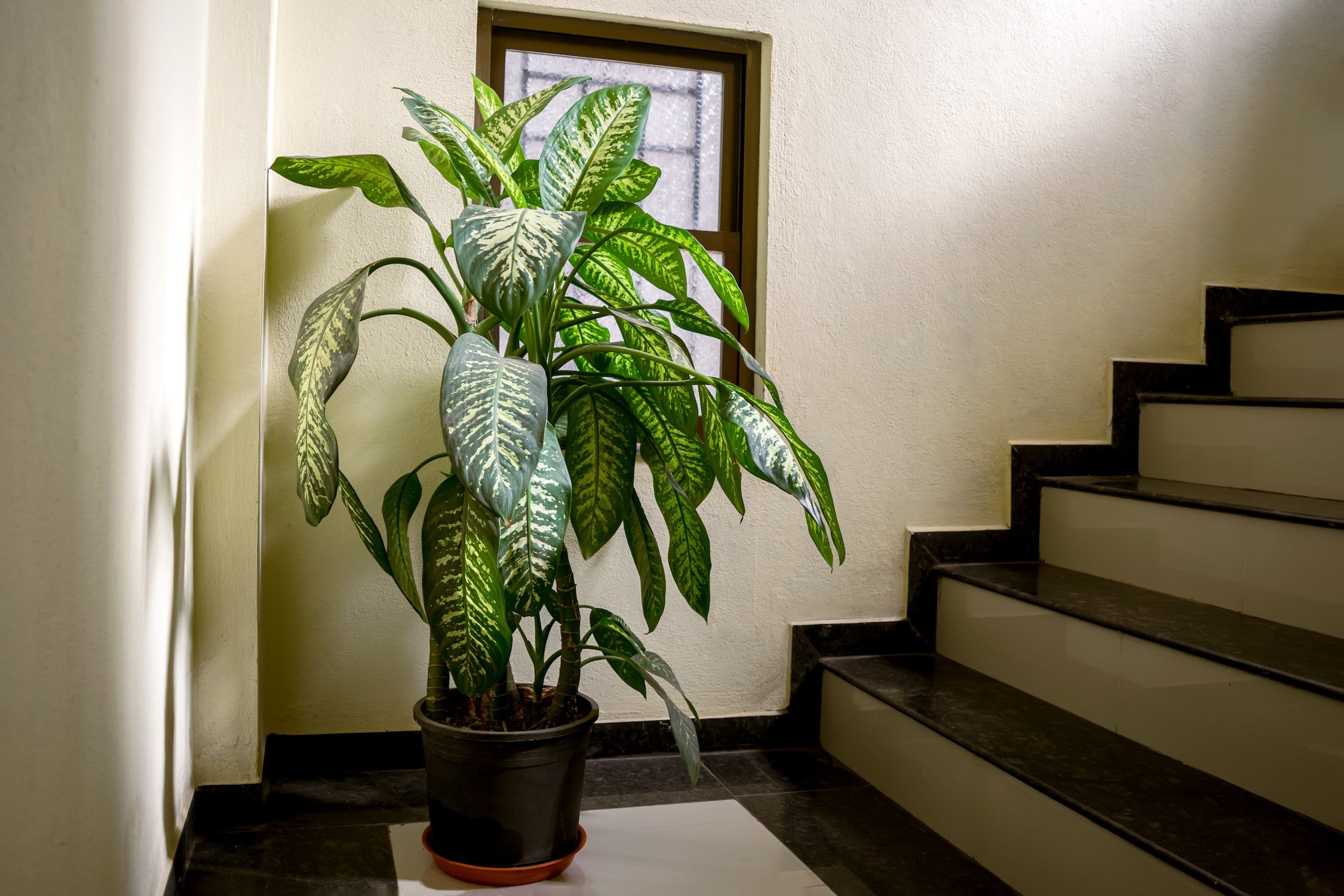 Eine Dieffenbachia-Pflanze im Topf mit grünen und weißen Flecken auf den Blättern am Fuß einer Treppe