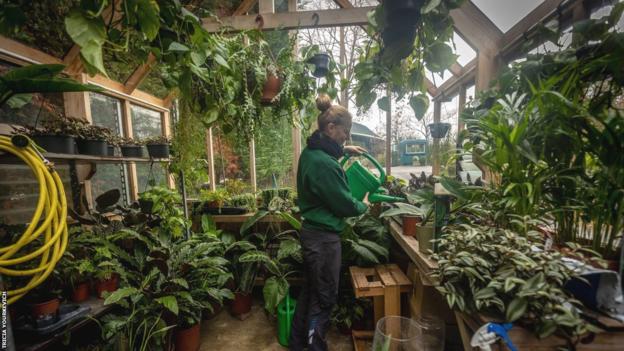 Ein Mitarbeiter des Bodenpersonals bewässert Pflanzen in einem Gewächshaus in Wimbledon