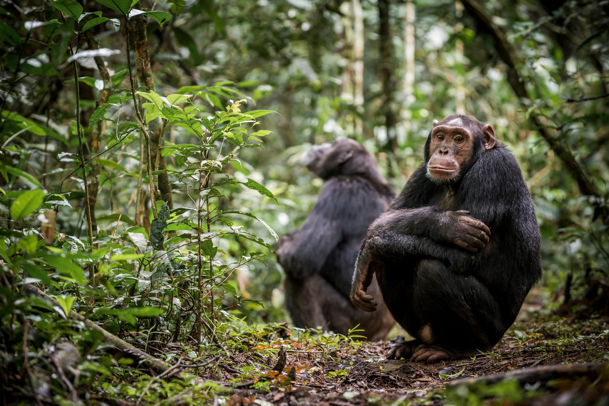 Schimpansen im Kibale-Nationalpark in Uganda.