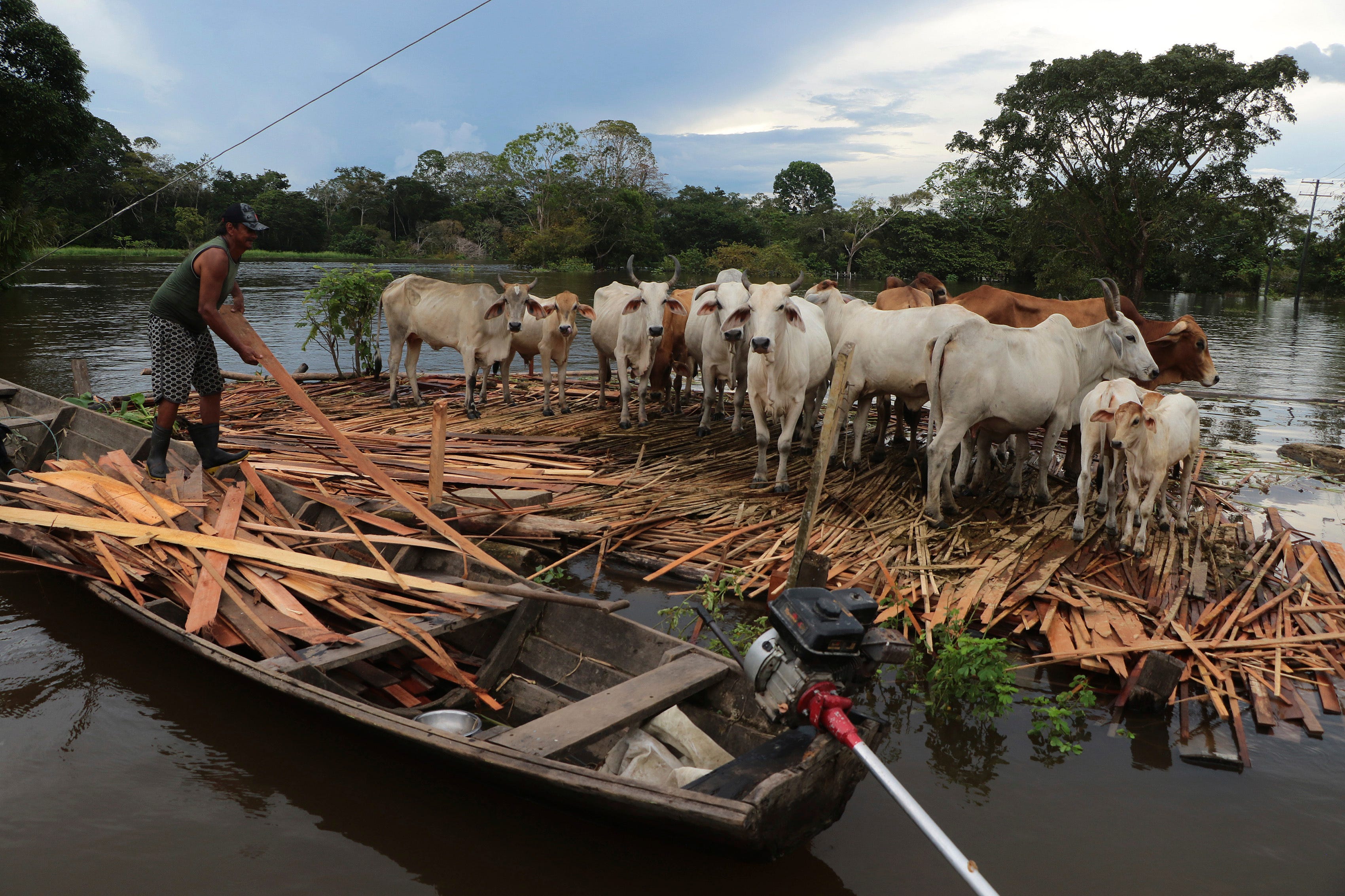 In Anama, Brasilien, stehen Kühe auf Holzlatten, um über Wasser zu bleiben