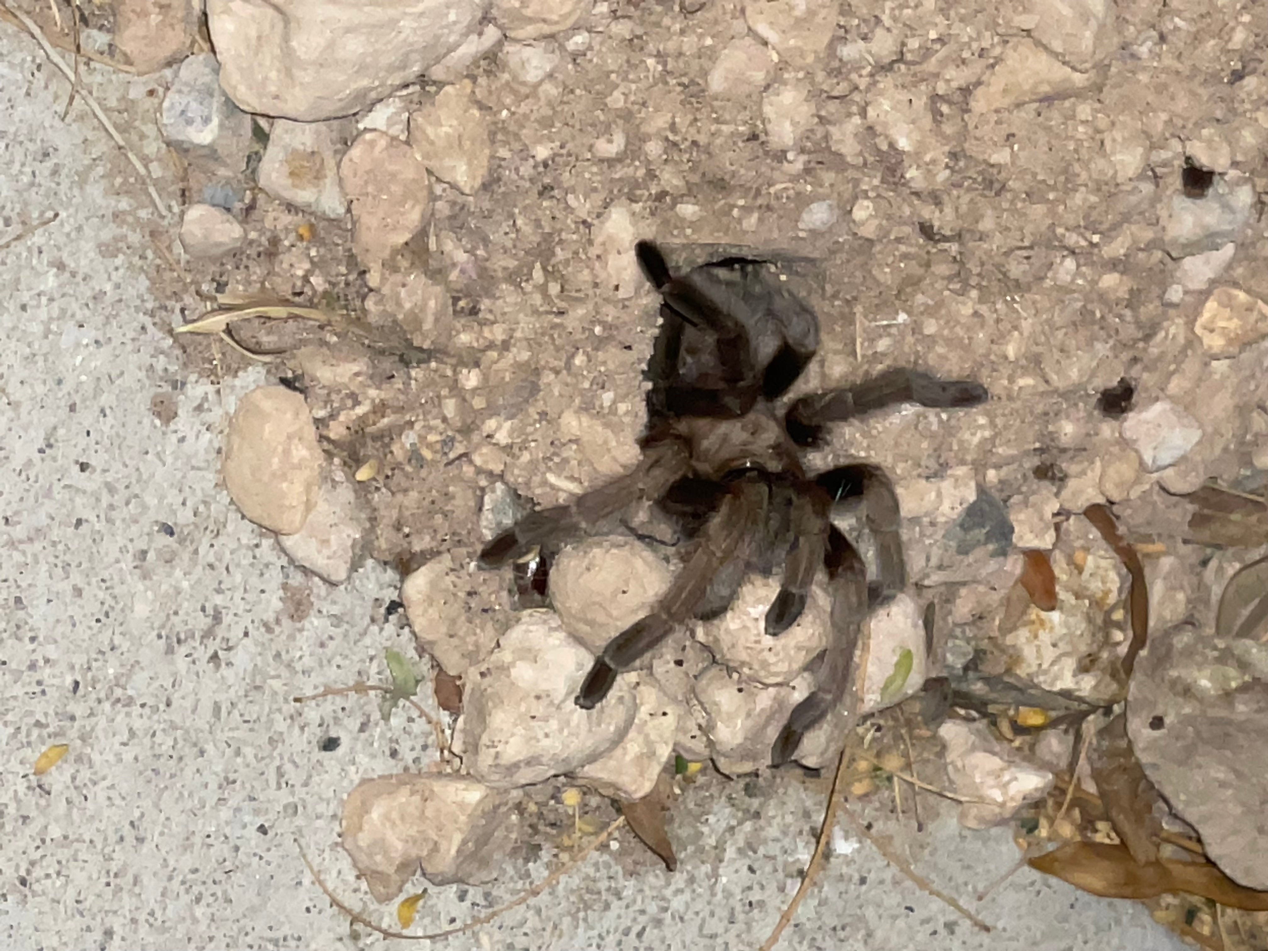 Eine große Spinne kriecht aus einem Loch in einer Steinmauer.