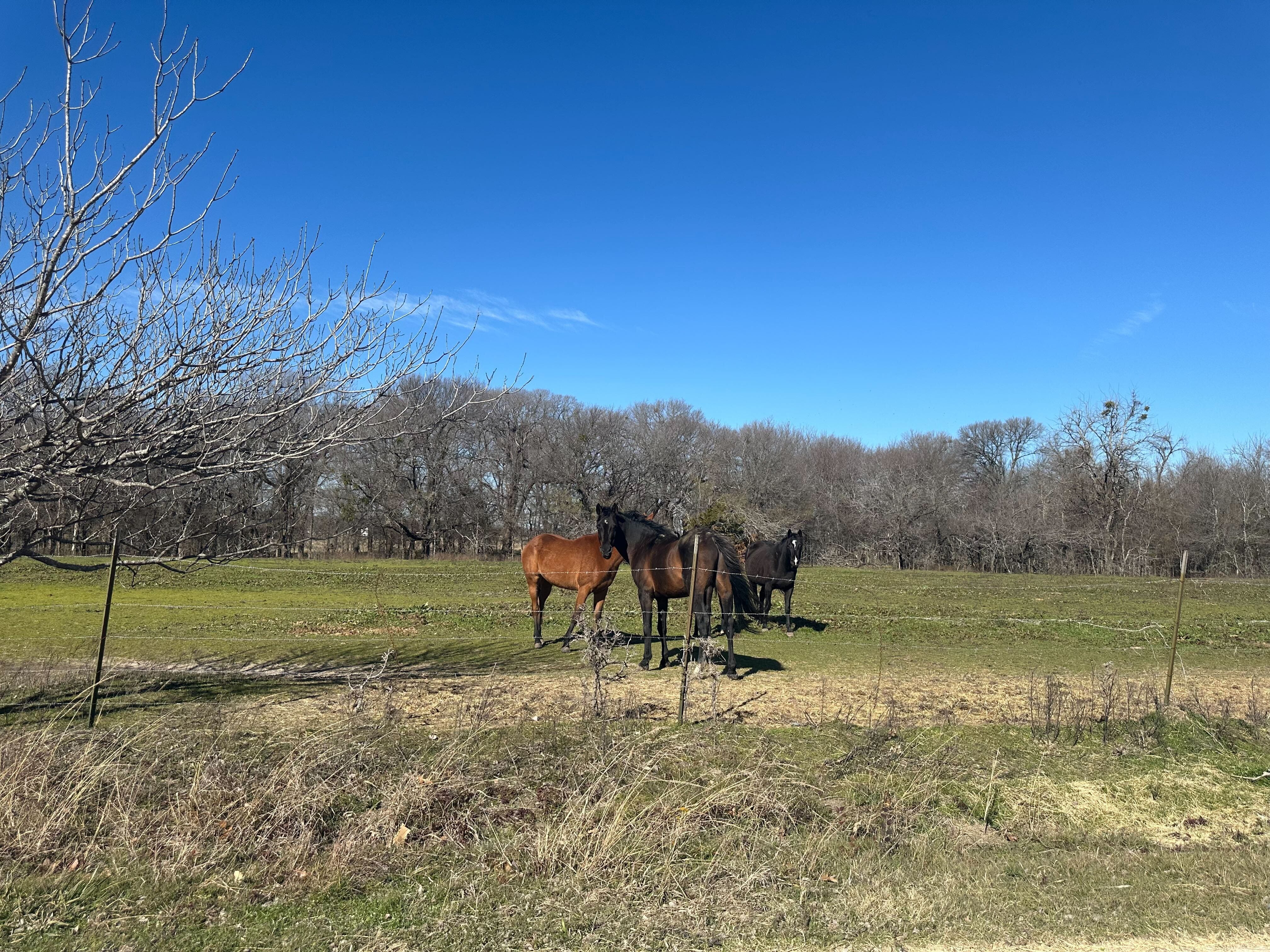 Pferde auf einer Ranch in Angus.