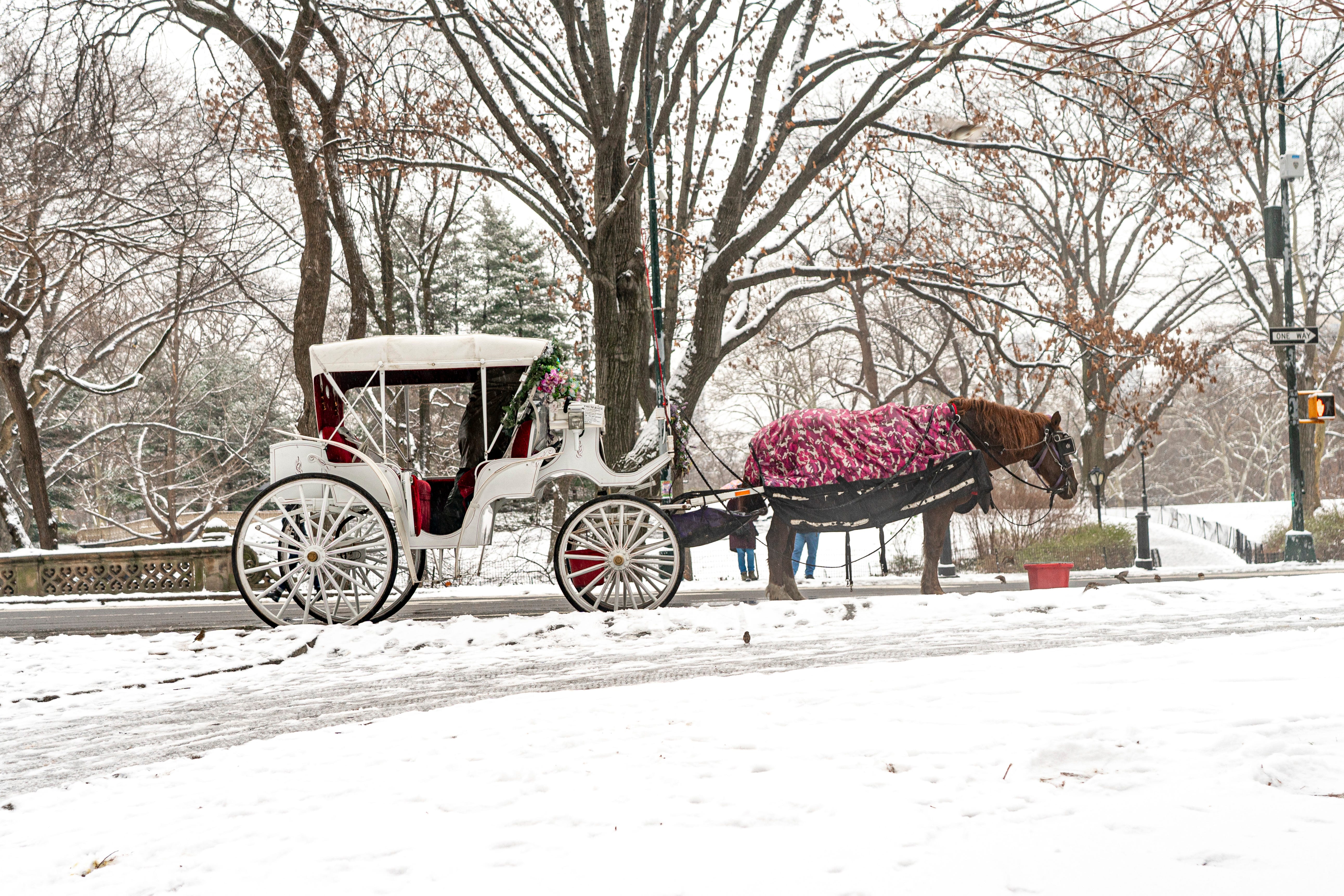 Am 16. Januar 2024 sind im Schnee im Central Park in New York City ein Pferd und eine Kutsche zu sehen.