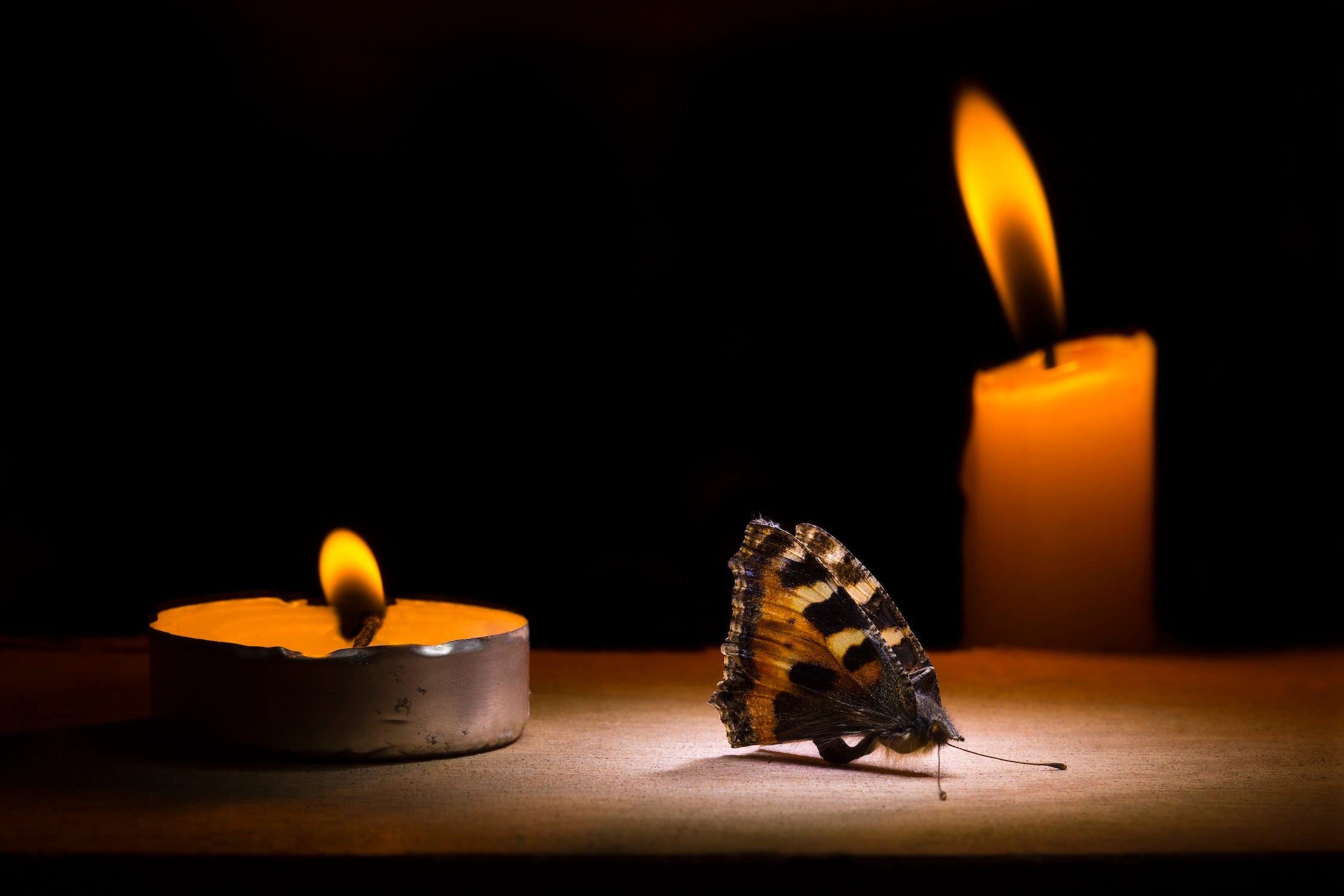 Eine Motte sitzt zwischen zwei brennenden Kerzen