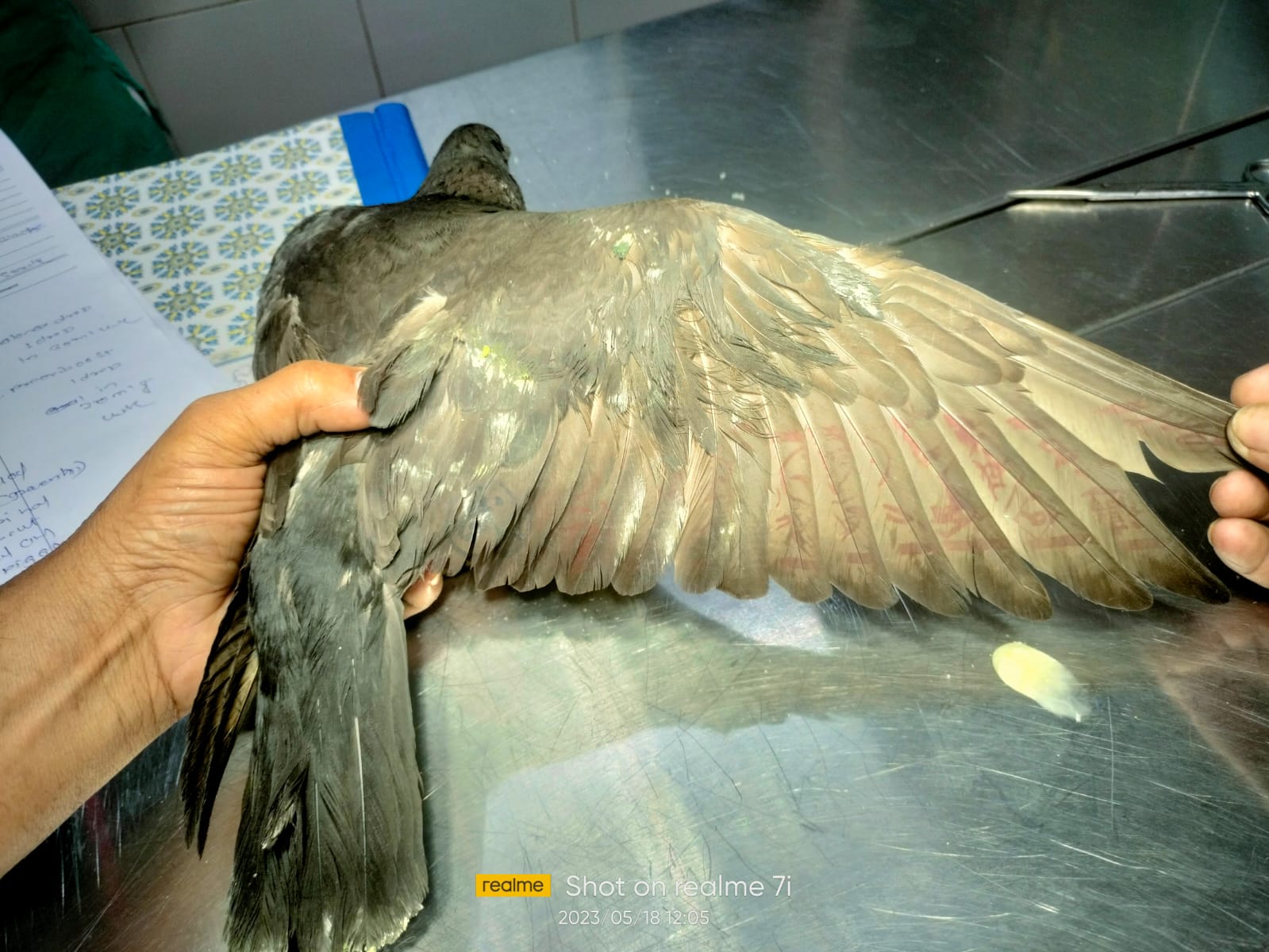 Die Taube sei mit Schriftzeichen auf den Flügeln gefunden worden, sagte PETA.
