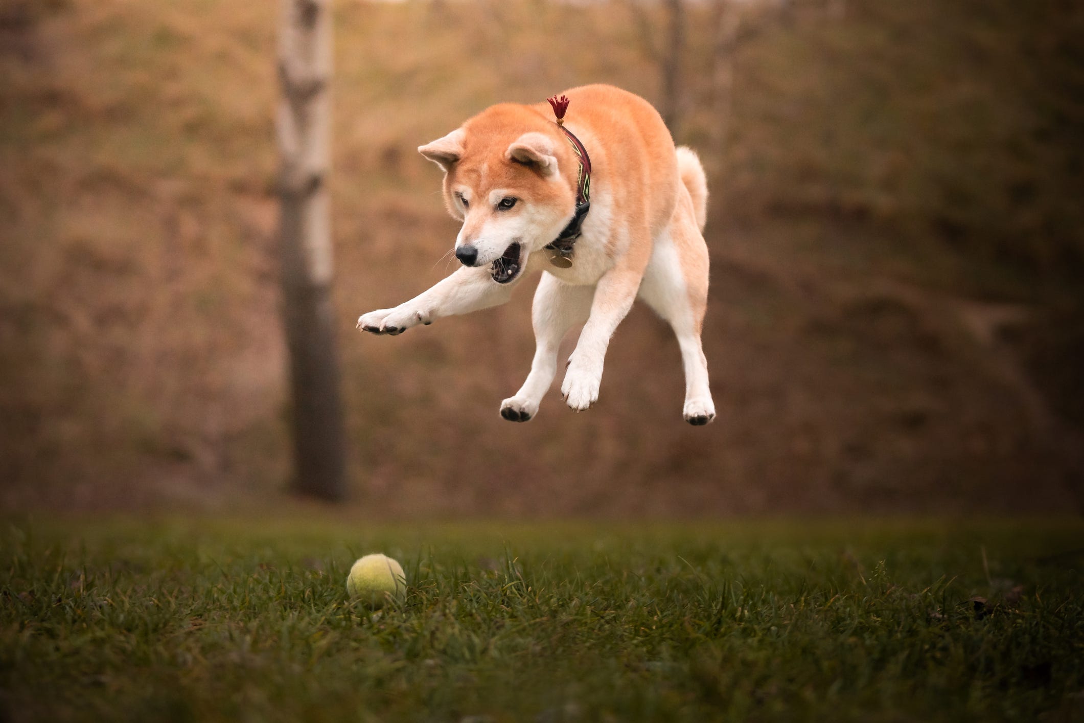 Ein Shiba Inu stürzt sich auf einen Tennisball.