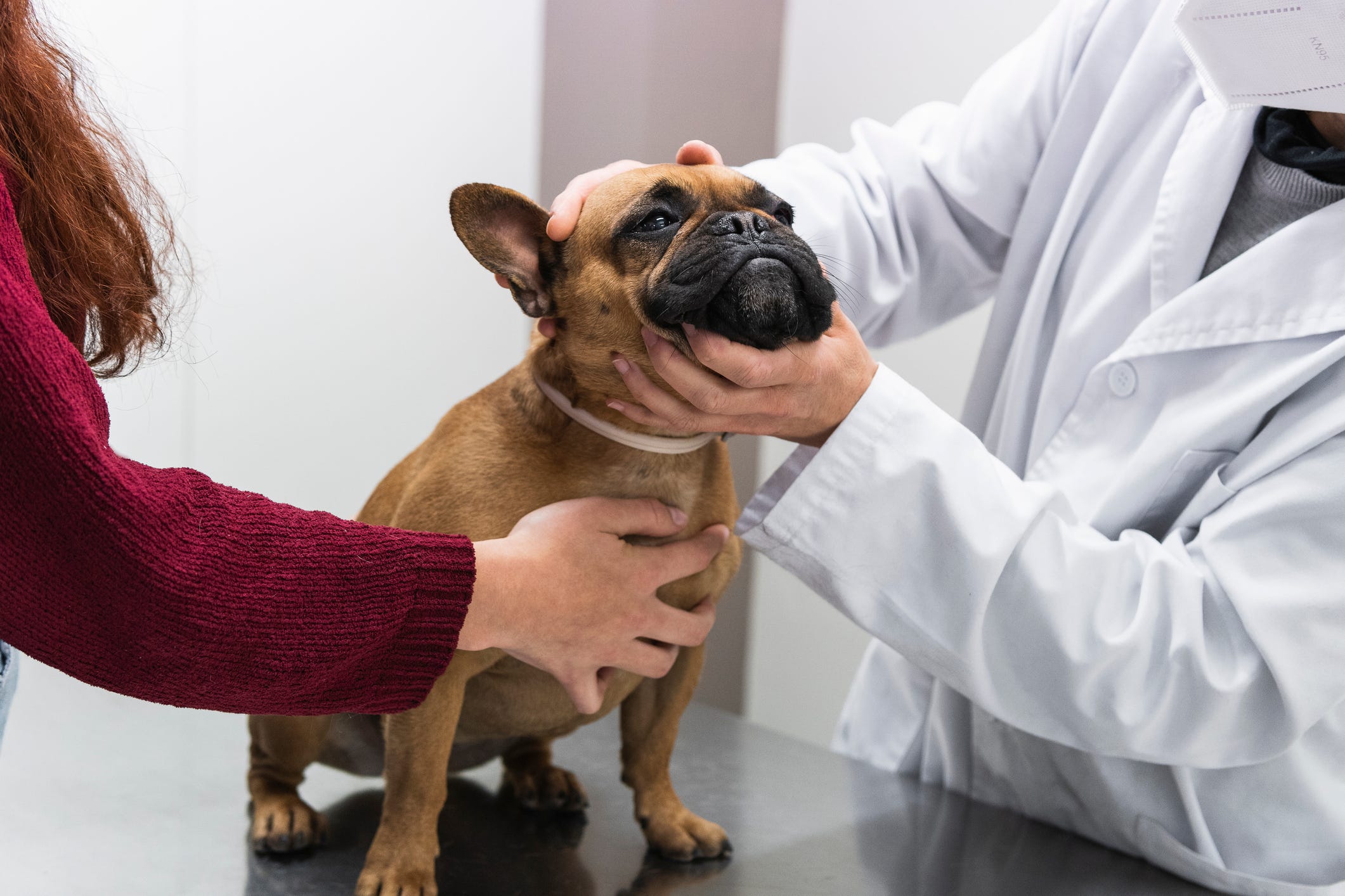 Eine französische Bulldogge wird von einem Tierarzt untersucht.