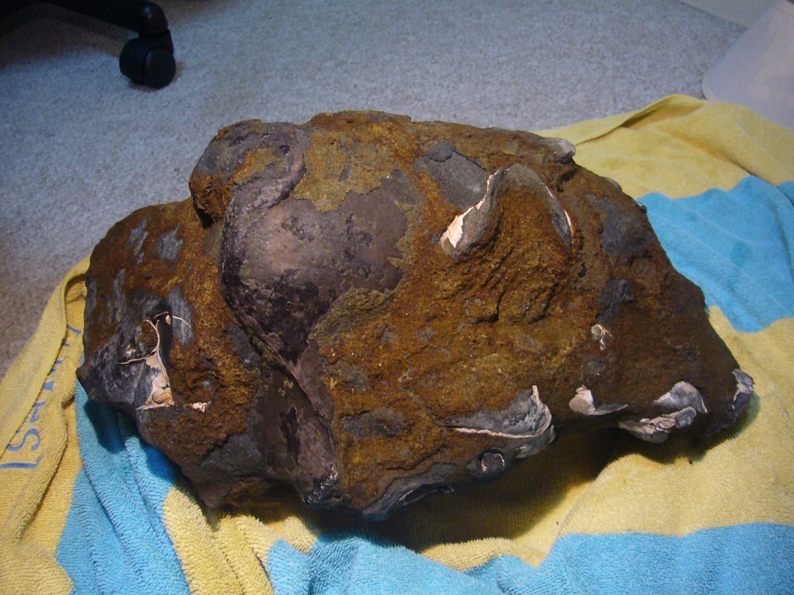 Ein Felsbrocken, aus dem ein bräunlicher Walrossschädel hervorragt