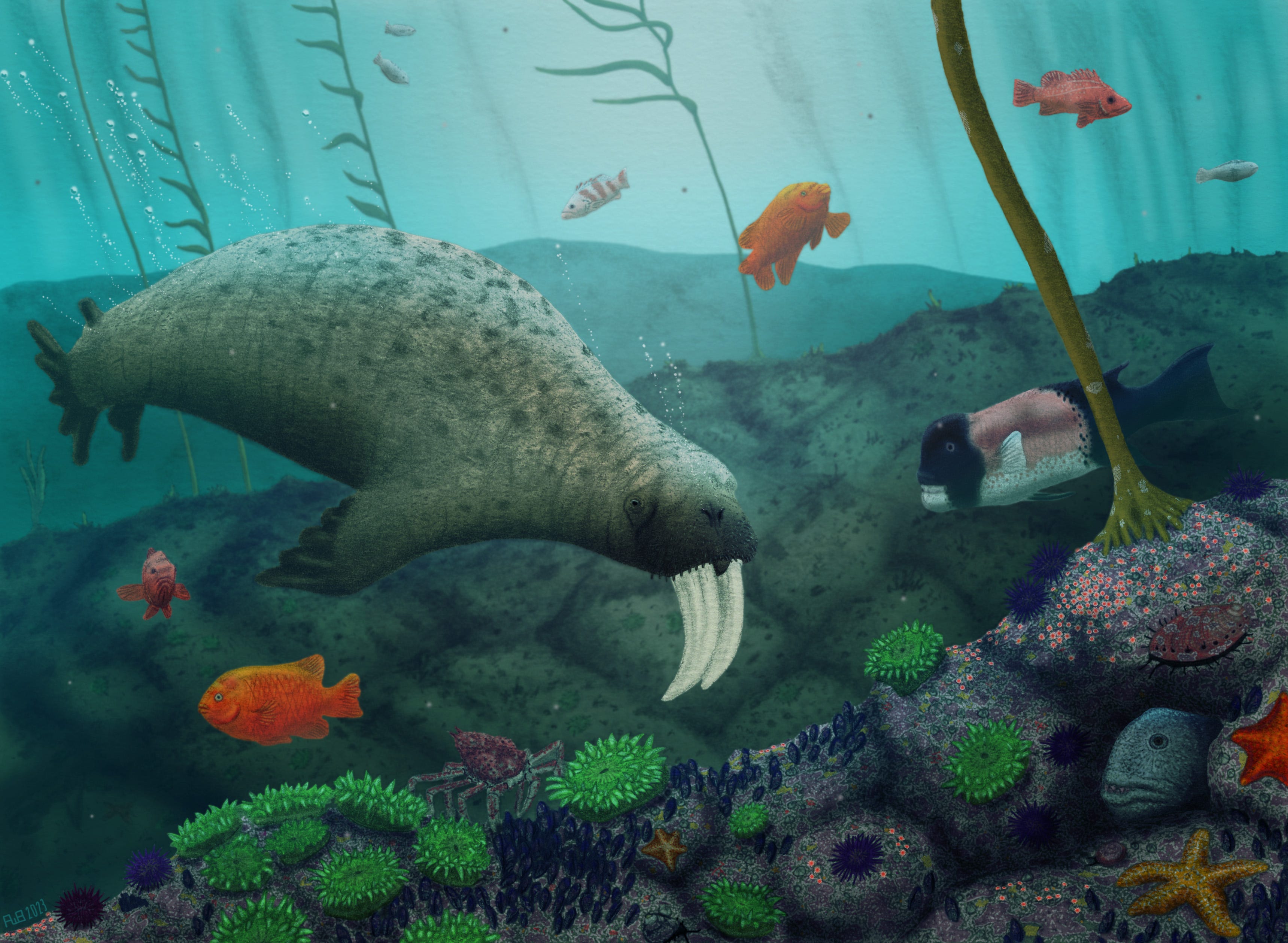 Ein ausgestorbenes Walross, Valenictus, mit großen Stoßzähnen, das in einem Kelpwald mit Fischen umherschwimmt