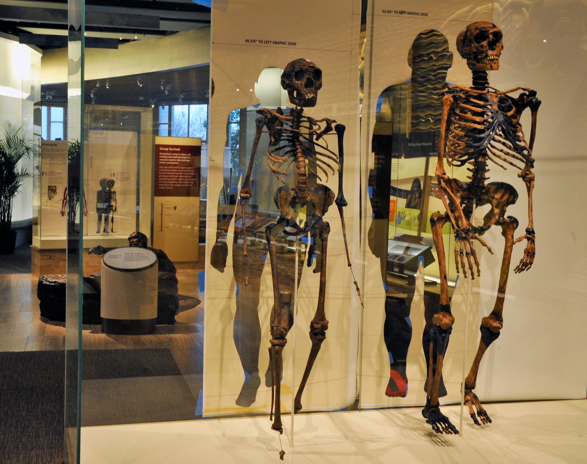 Zwei Neandertaler-Skelette im Smithsonian Museum of Natural History ausgestellt