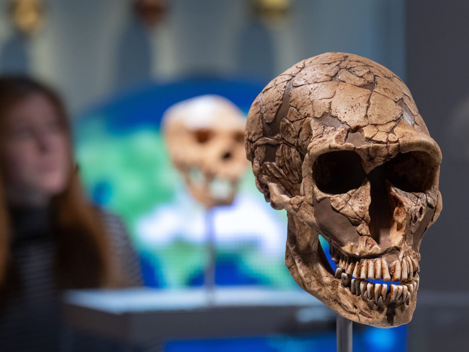 Im Vordergrund ist der Schädel eines Neandertalers zu sehen, der Abguss ist teilweise und fehlende Teile des Schädels sind ausgefüllt. Der Schädel ist in einem Museum ausgestellt, im Hintergrund ist eine Person zu sehen, die die Schädel betrachtet.