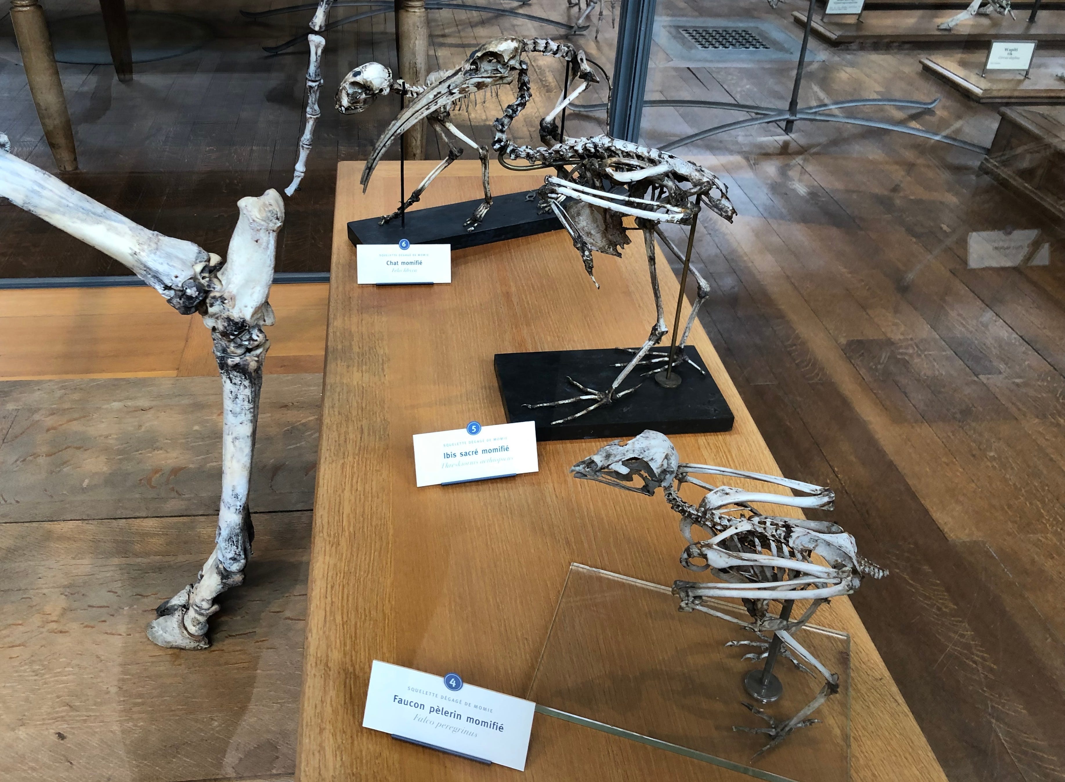 Drei Skelette von zwei Vögeln und einer Katze in einem Museum