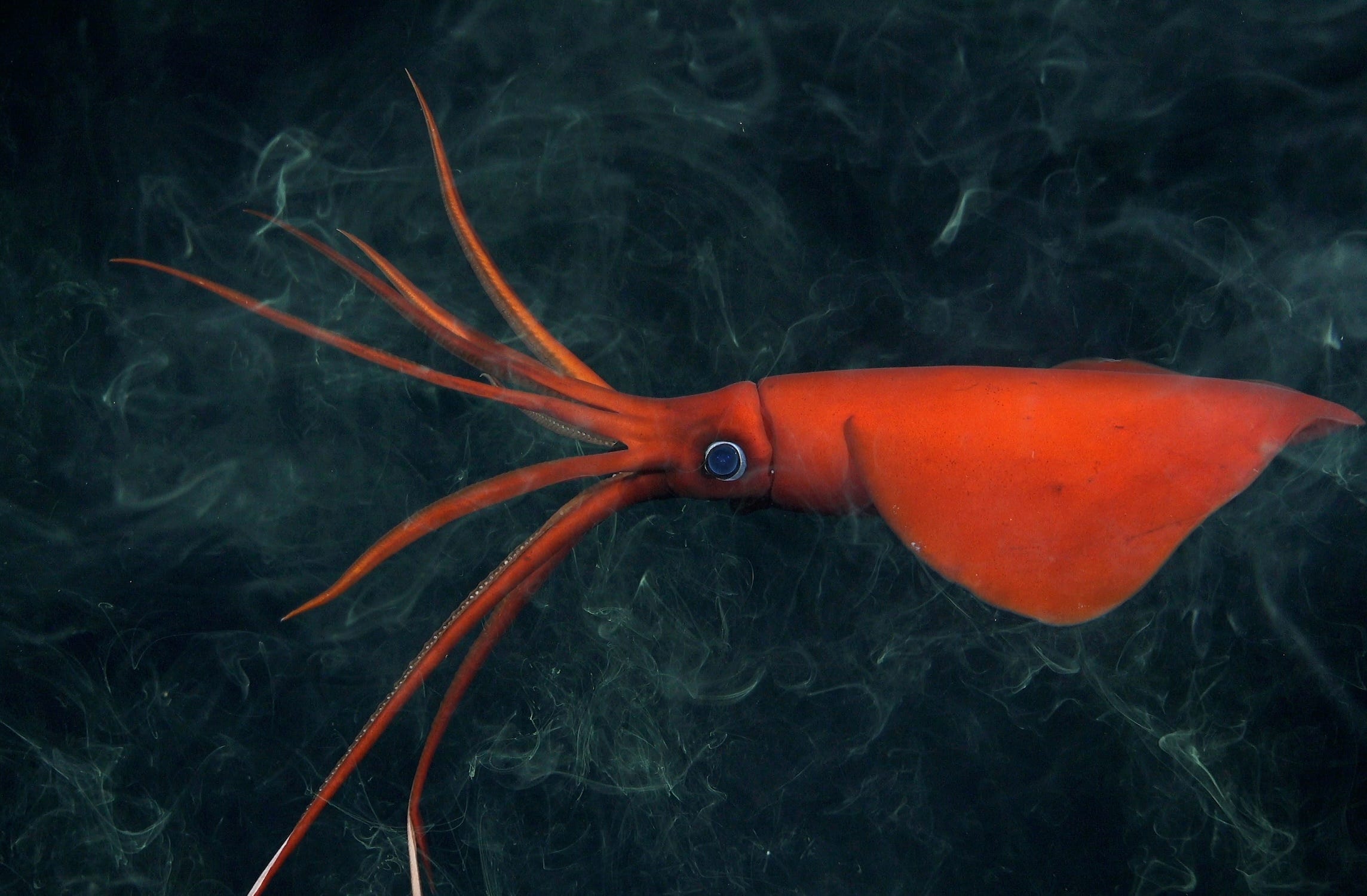 Ein leuchtend roter Tintenfisch mit einem großen Auge