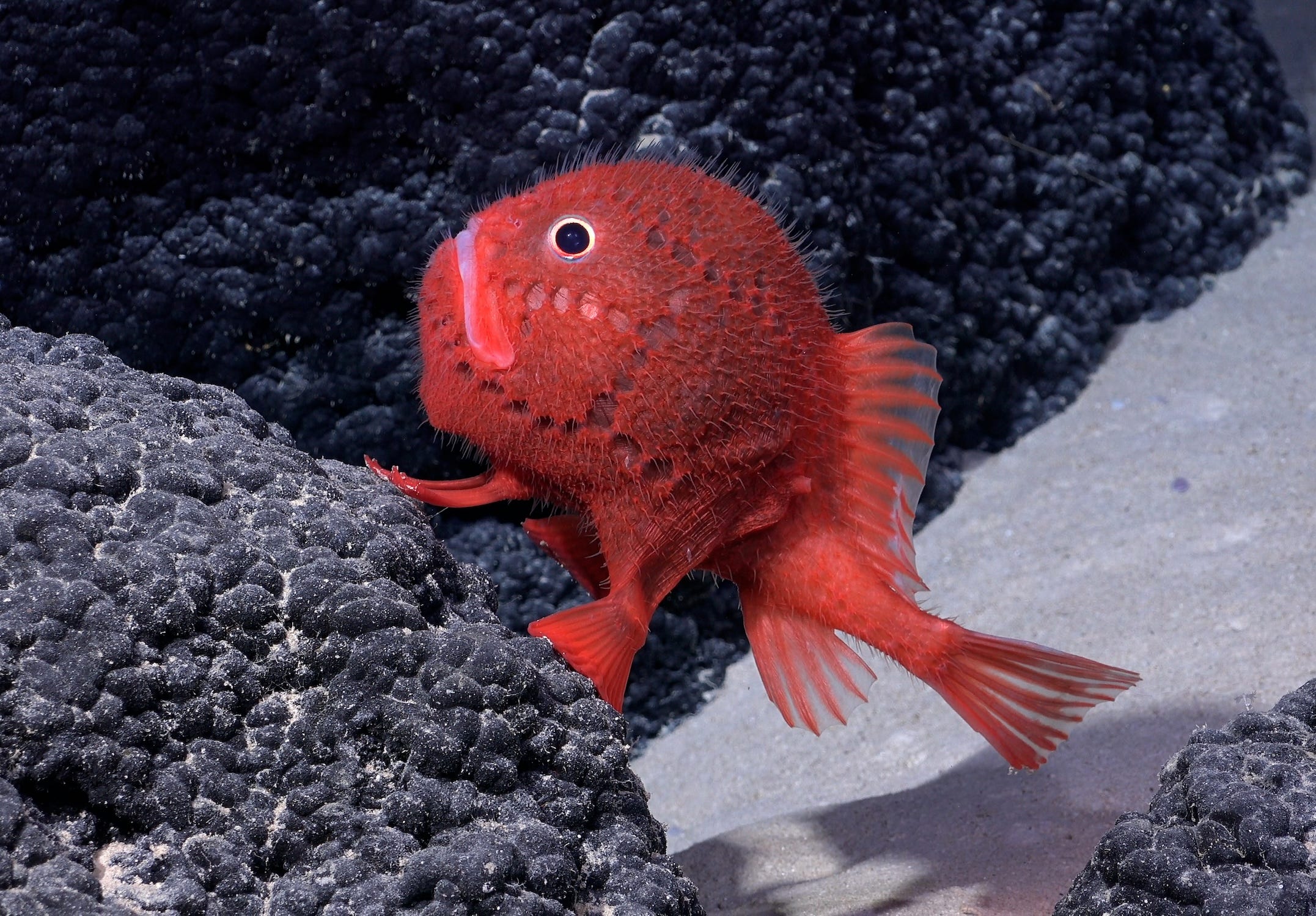 Ein roter Fisch mit haarig aussehenden Stacheln schwimmt auf dem Meeresgrund