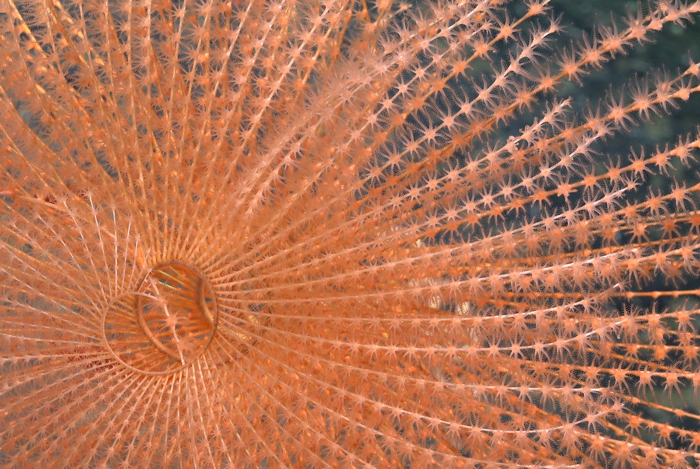 Eine blassrosa Spiralkoralle unter Wasser in der Nähe von Chile