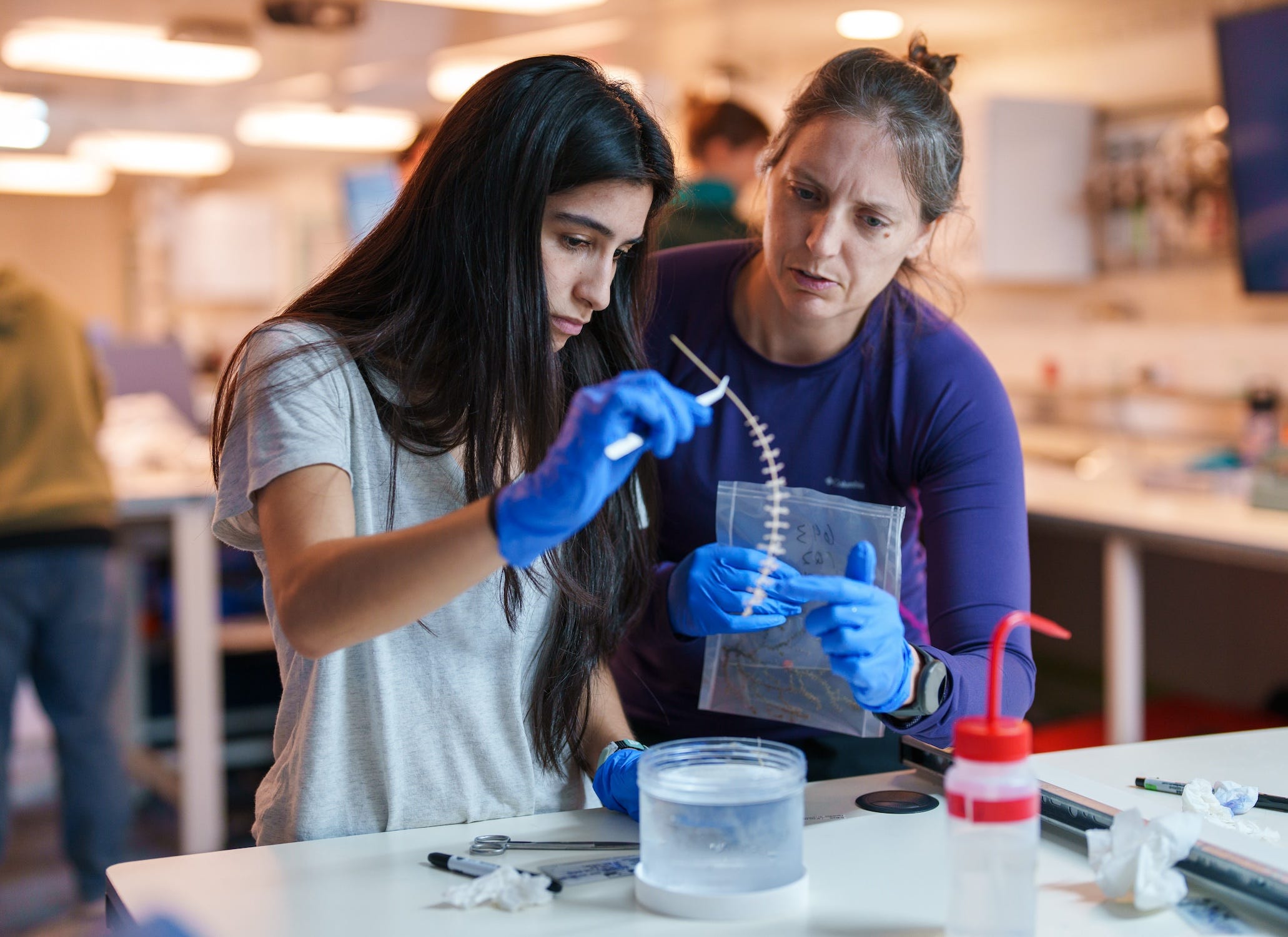 Zwei Personen mit blauen Handschuhen in einem Labor, von denen einer eine Probe einer Meeresart in der Hand hält und sie gerade in einen mit klarer Flüssigkeit gefüllten Plastikbehälter tauchen will