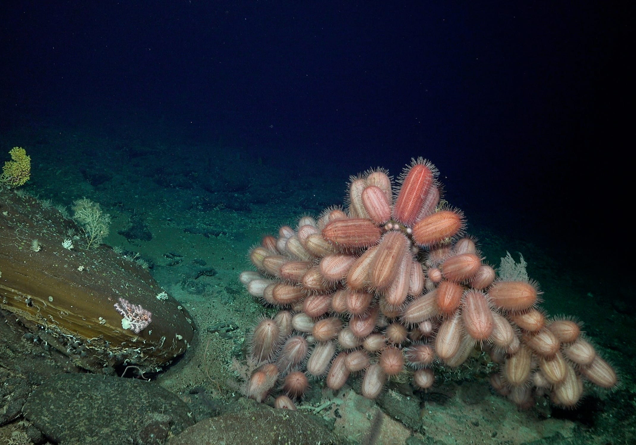 Eine Gruppe von Seeigeln, die in Rosa-, Braun- und Weißtönen auf dem Meeresgrund erscheinen