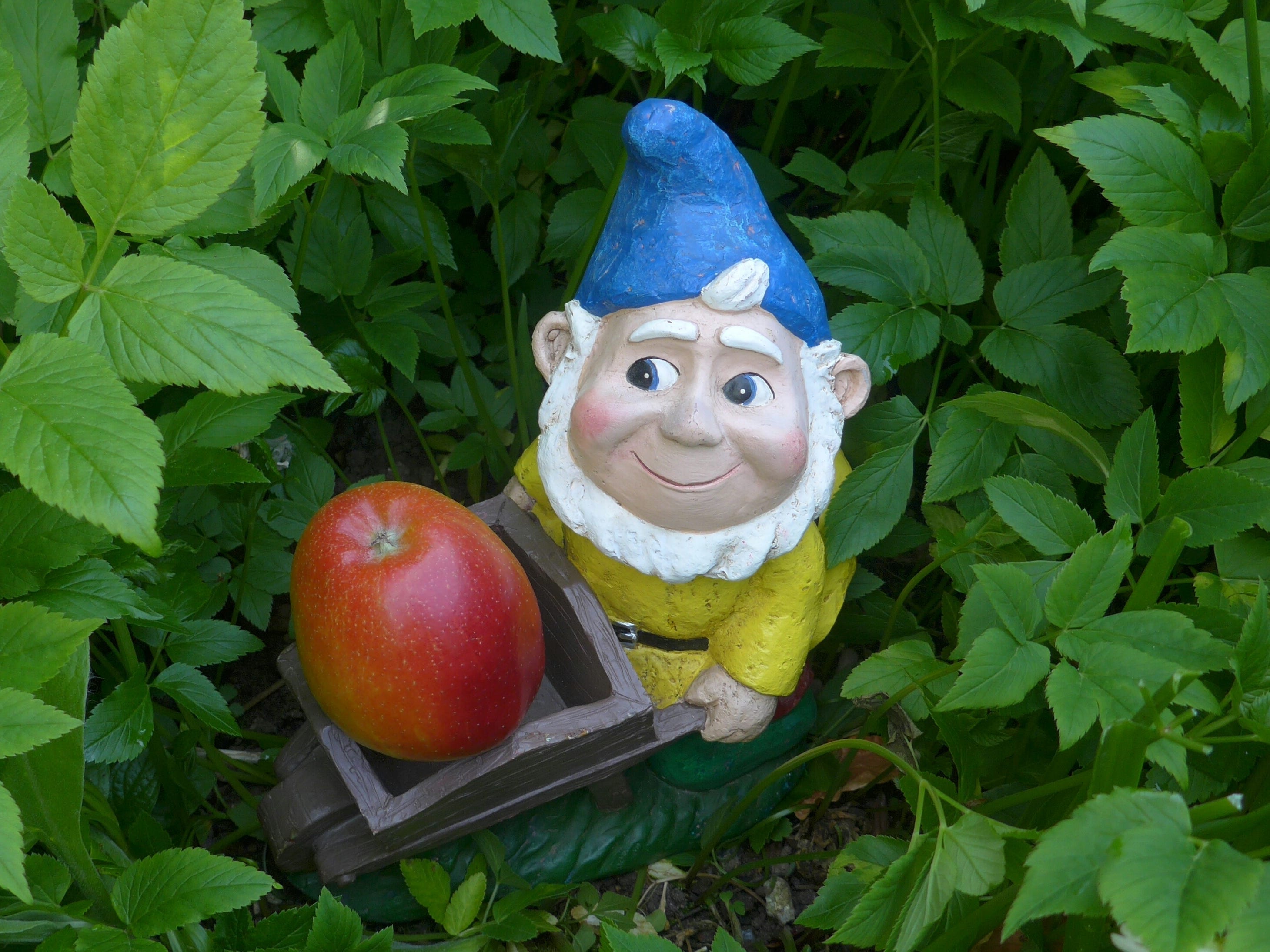 Kleiner Gnom schiebt ein Radfass mit einem Apfel darin in einem Garten