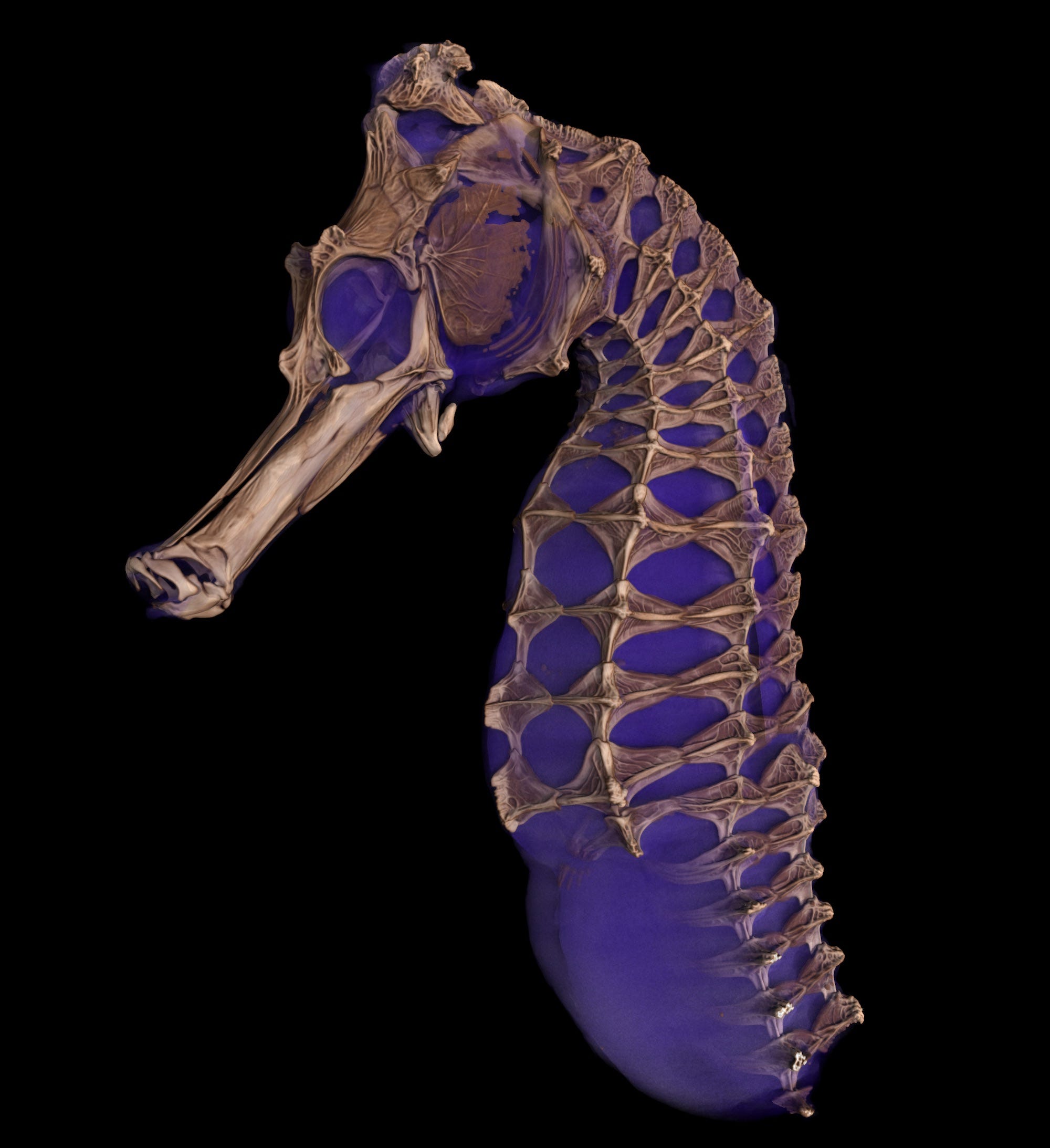 CT-Scan Seepferdchen