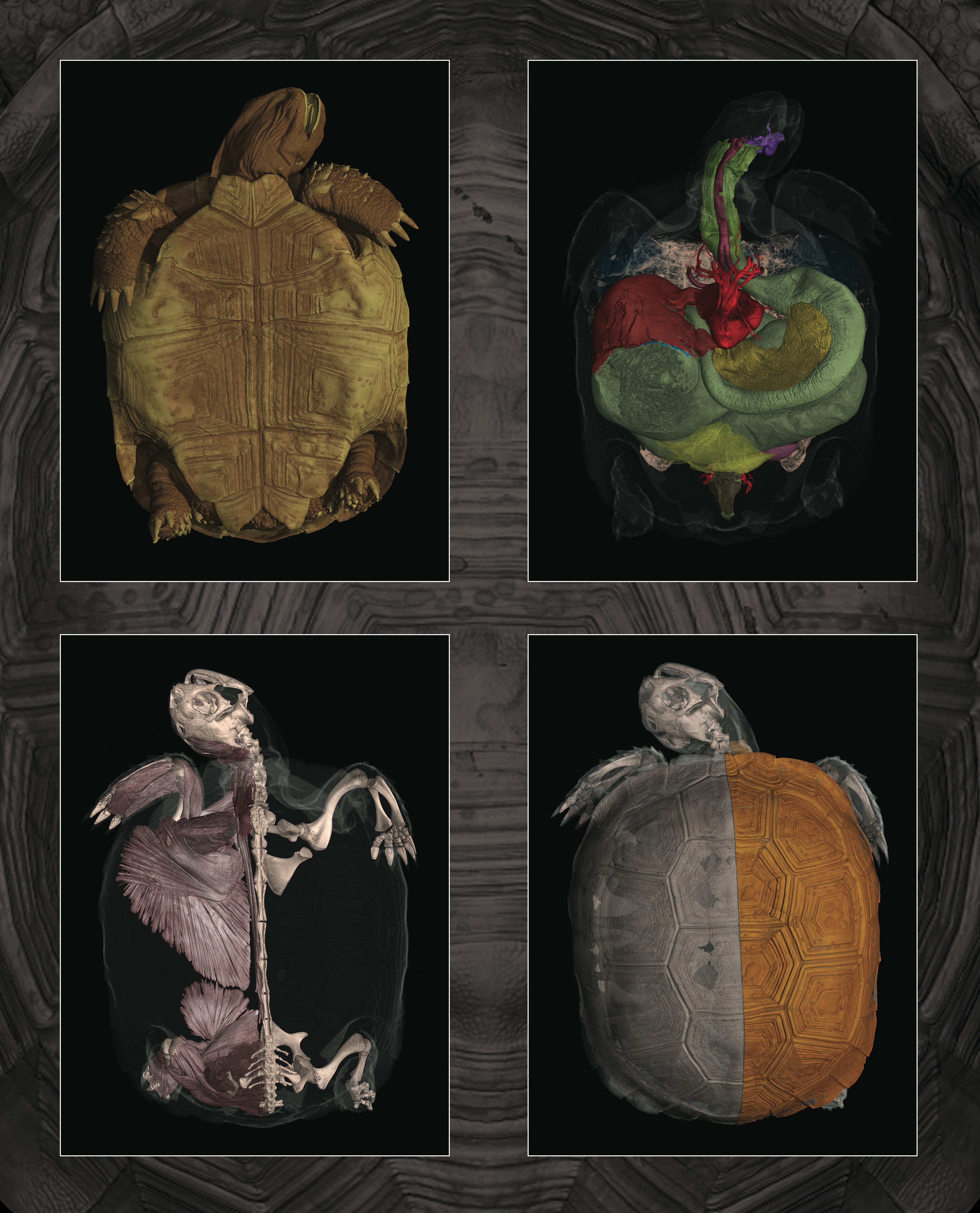 CT-Scan-Schildkröte