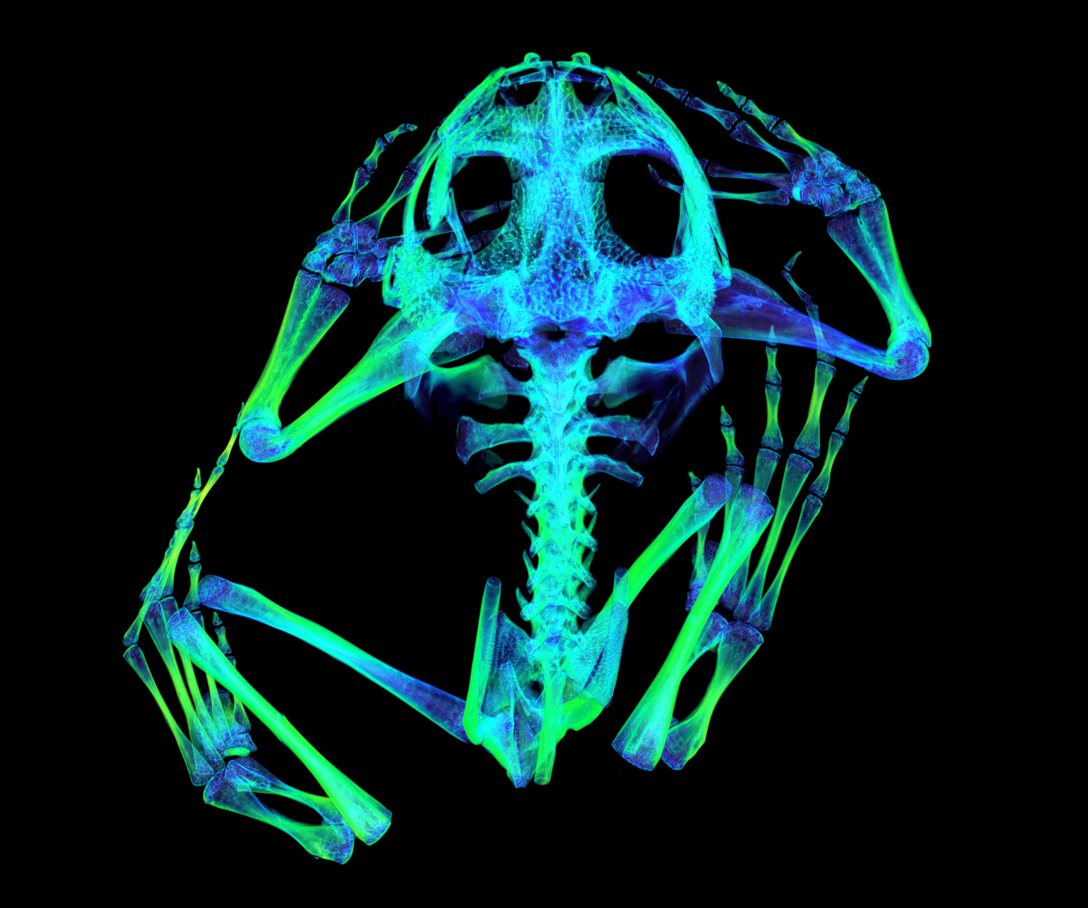 Skelett der Syrischen Knoblauchkröte