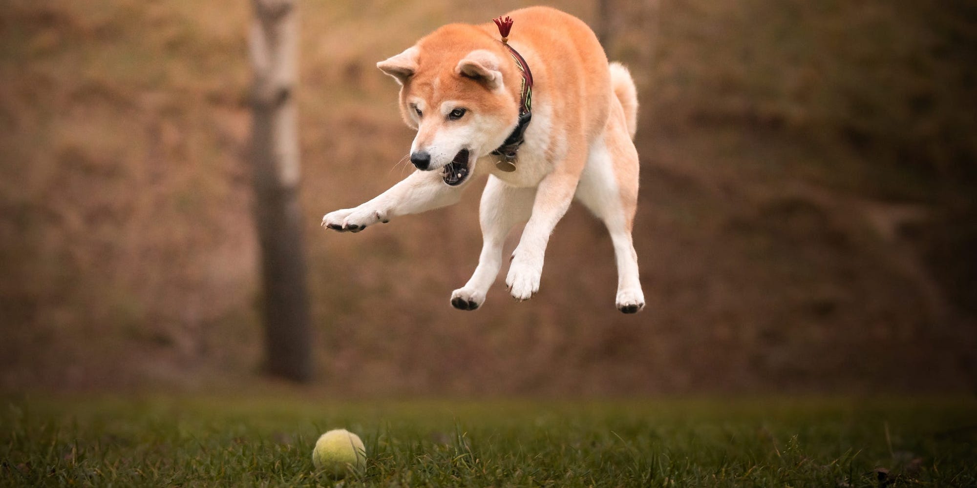 Ein Shiba Inu springt einem Tennisball hinterher.