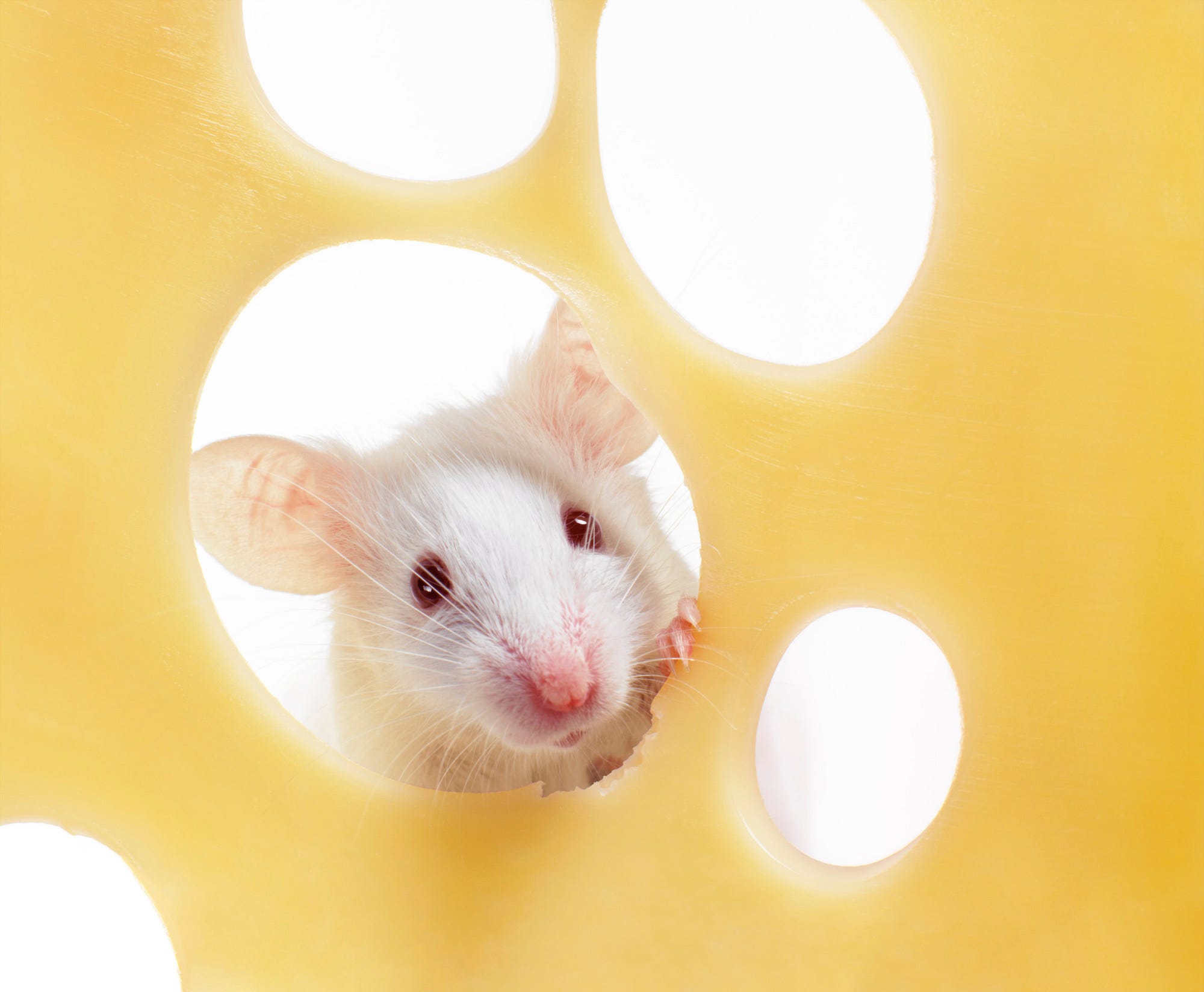 Weiße Maus späht durch ein Loch in einer Schweizer Käsescheibe