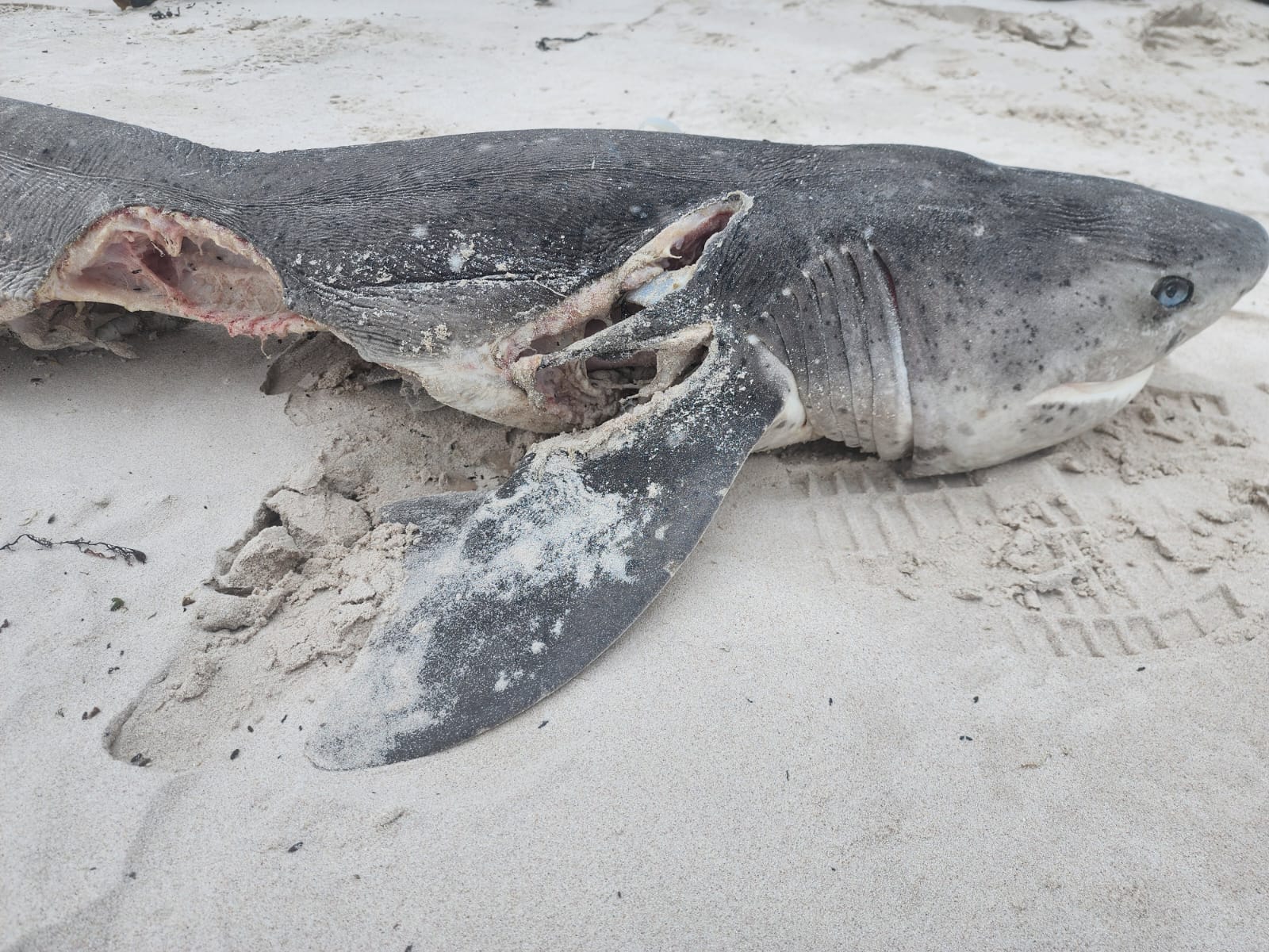 Ein von Backbord und Steuerbord getöteter Hai, dem das Paar die Leber entfernt hatte